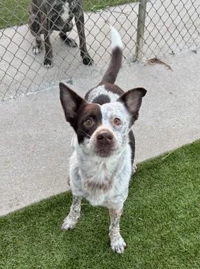 Angel, Adoptable, Adult Female Australian Cattle Dog / Blue Heeler.