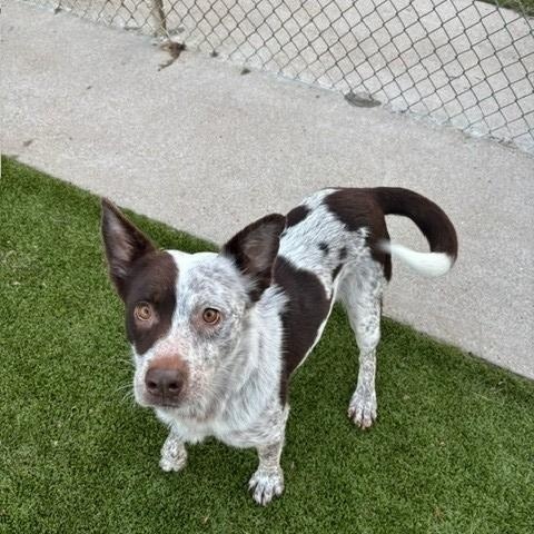 Angel, a Adoptable Australian Cattle Dog / Blue Heeler in Fayetteville, AR image 2/4