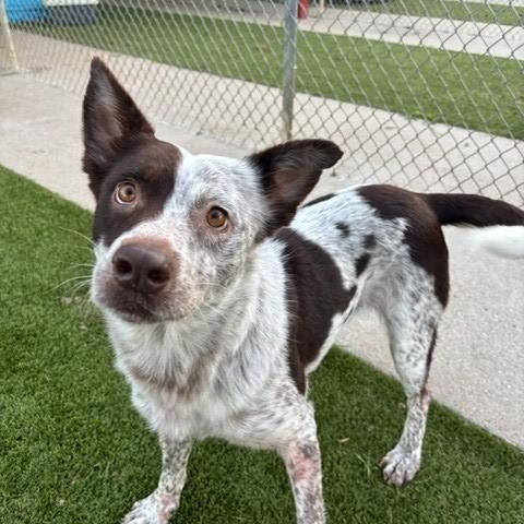 Angel, a Adoptable Australian Cattle Dog / Blue Heeler in Fayetteville, AR image 3/4