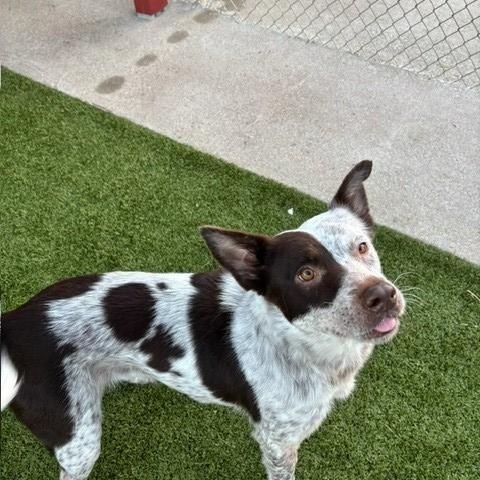 Angel, a Adoptable Australian Cattle Dog / Blue Heeler in Fayetteville, AR image 4/4