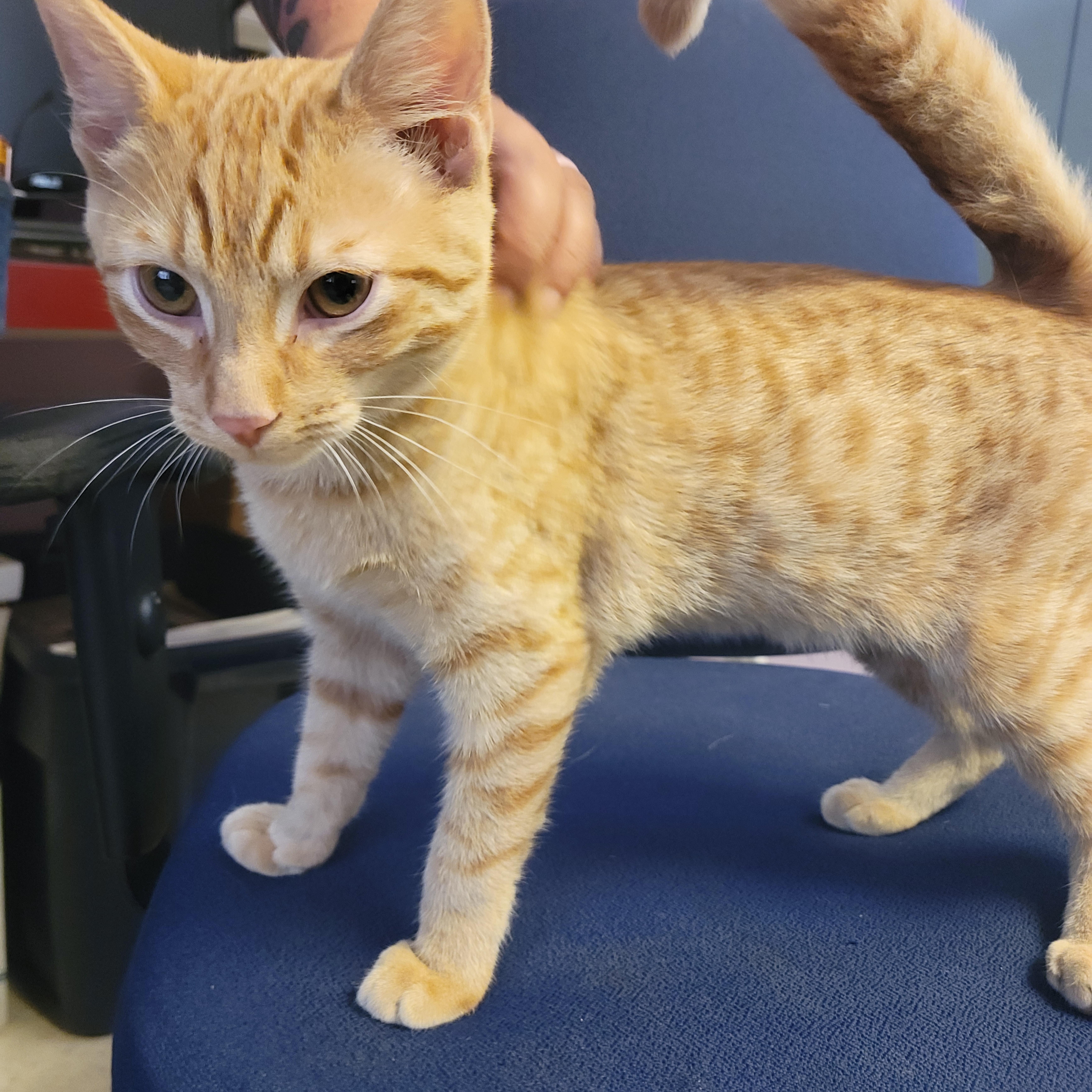 Heathcliffe, a ADOPTABLE American Shorthair in Tappahannock, VA image 1/2