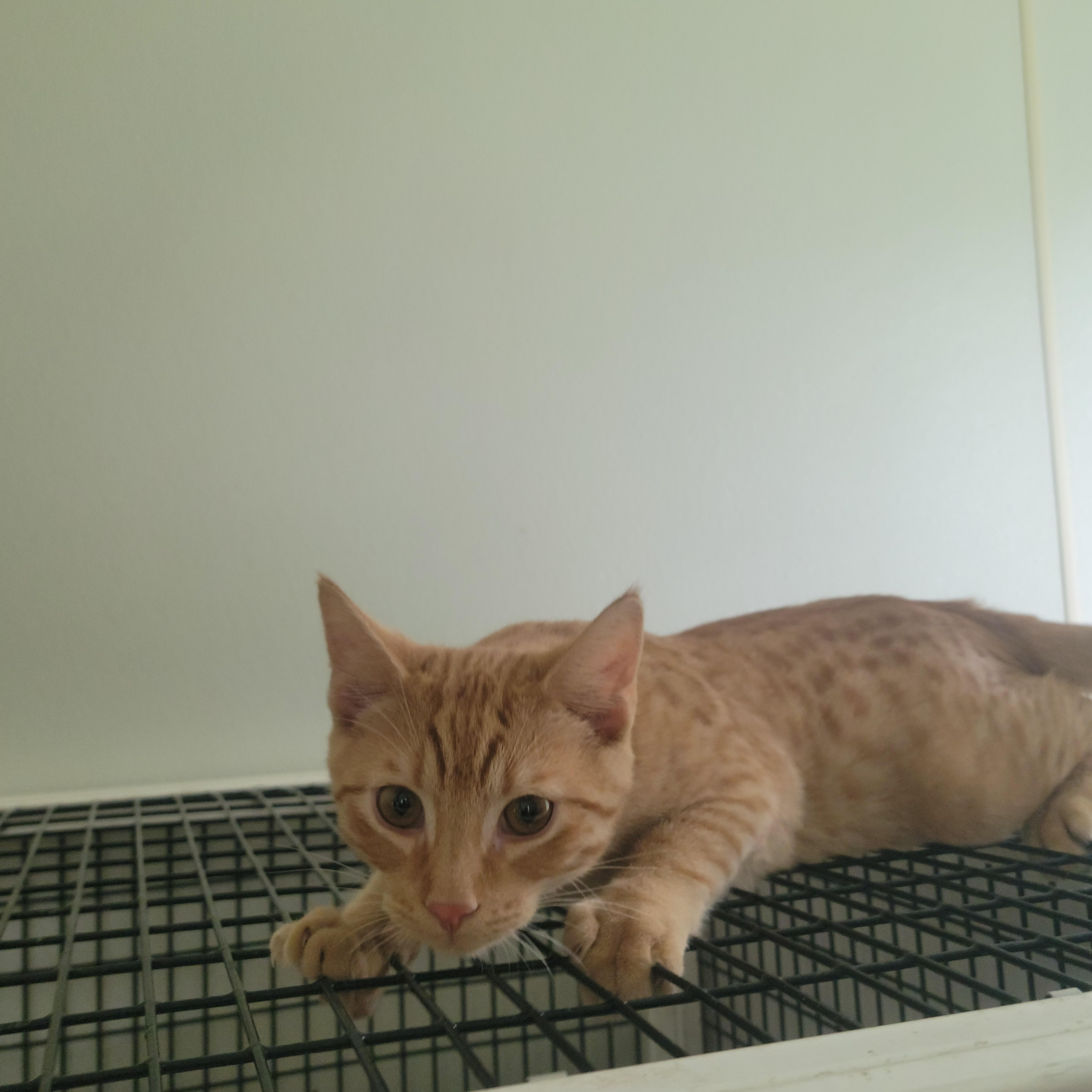 Heathcliffe, a ADOPTABLE American Shorthair in Tappahannock, VA image 2/2