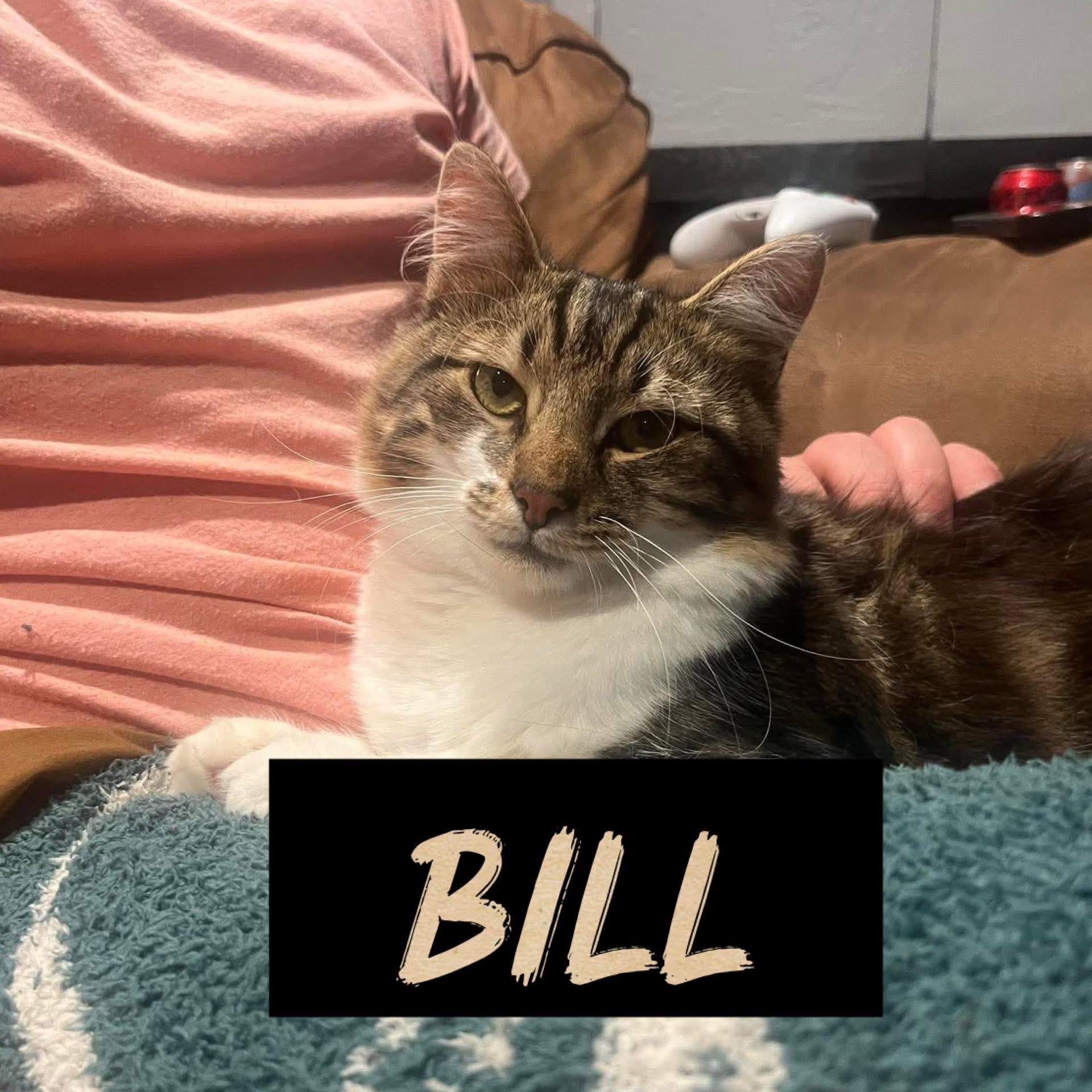 Enlarge Bill, a Adoptable Domestic Medium Hair in Monroeville, PA image 1/1