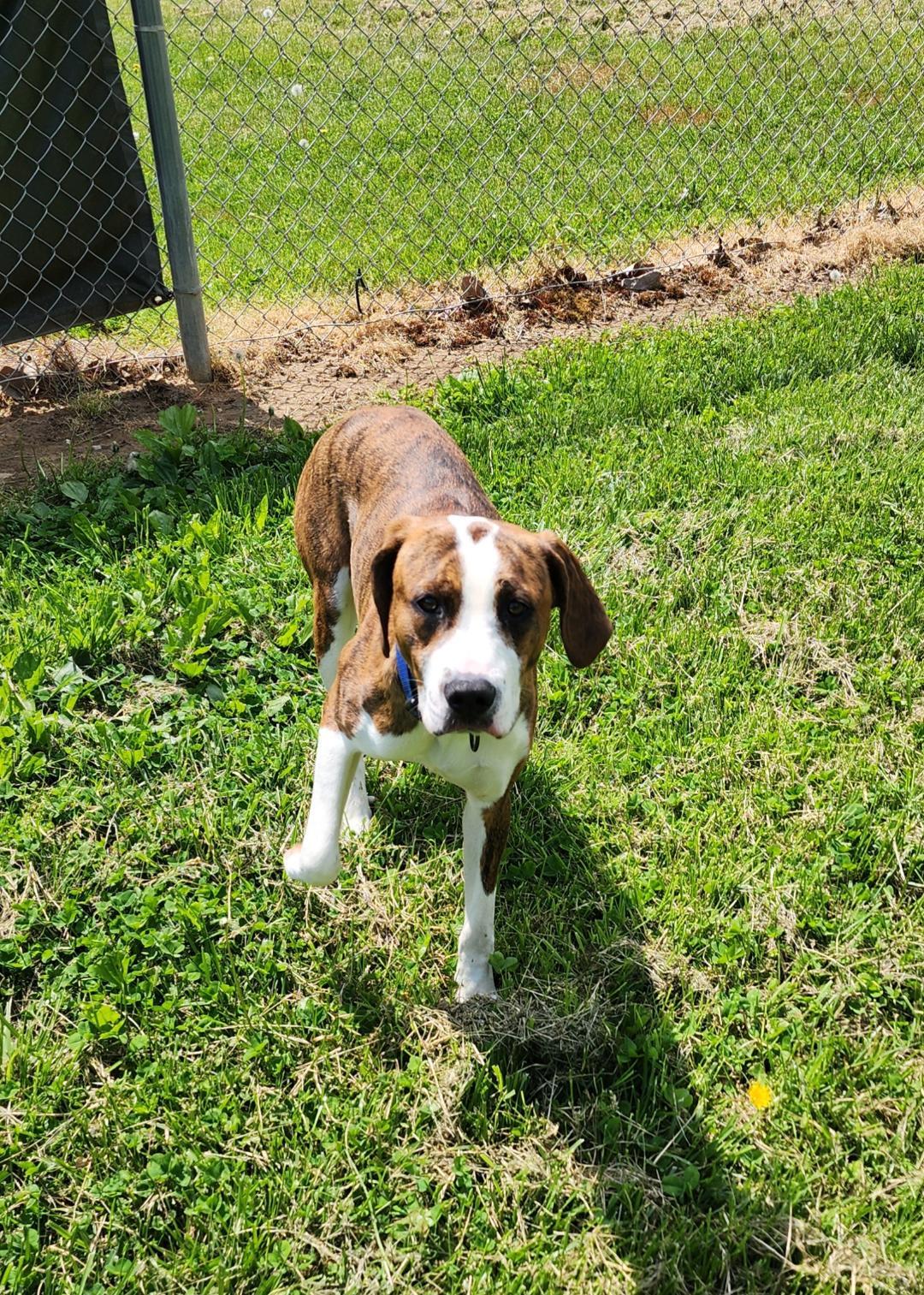 Bean, ADOPTABLE, Young Male Mixed Breed.