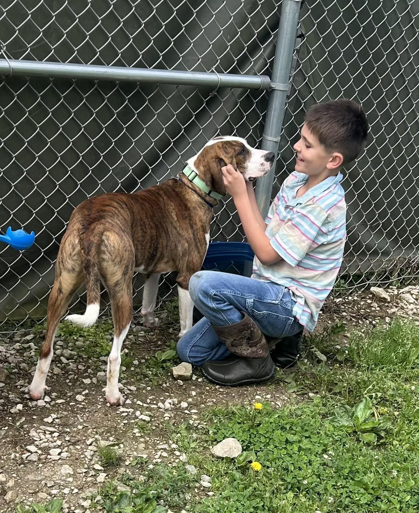 Bean, a ADOPTABLE Mixed Breed in Point Pleasant, WV image 2/3