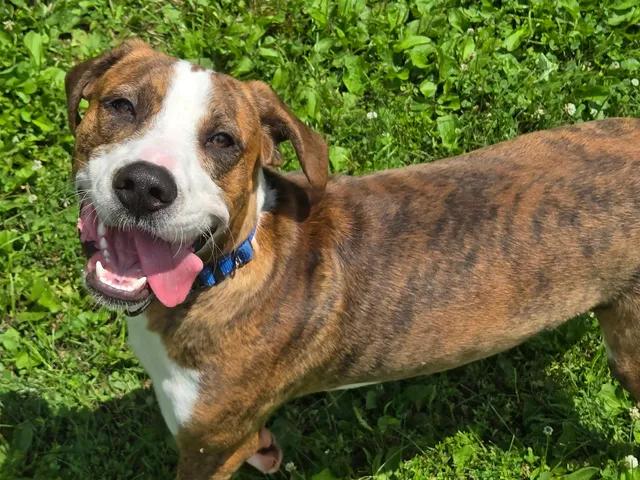 Bean, a ADOPTABLE Mixed Breed in Point Pleasant, WV image 1/3