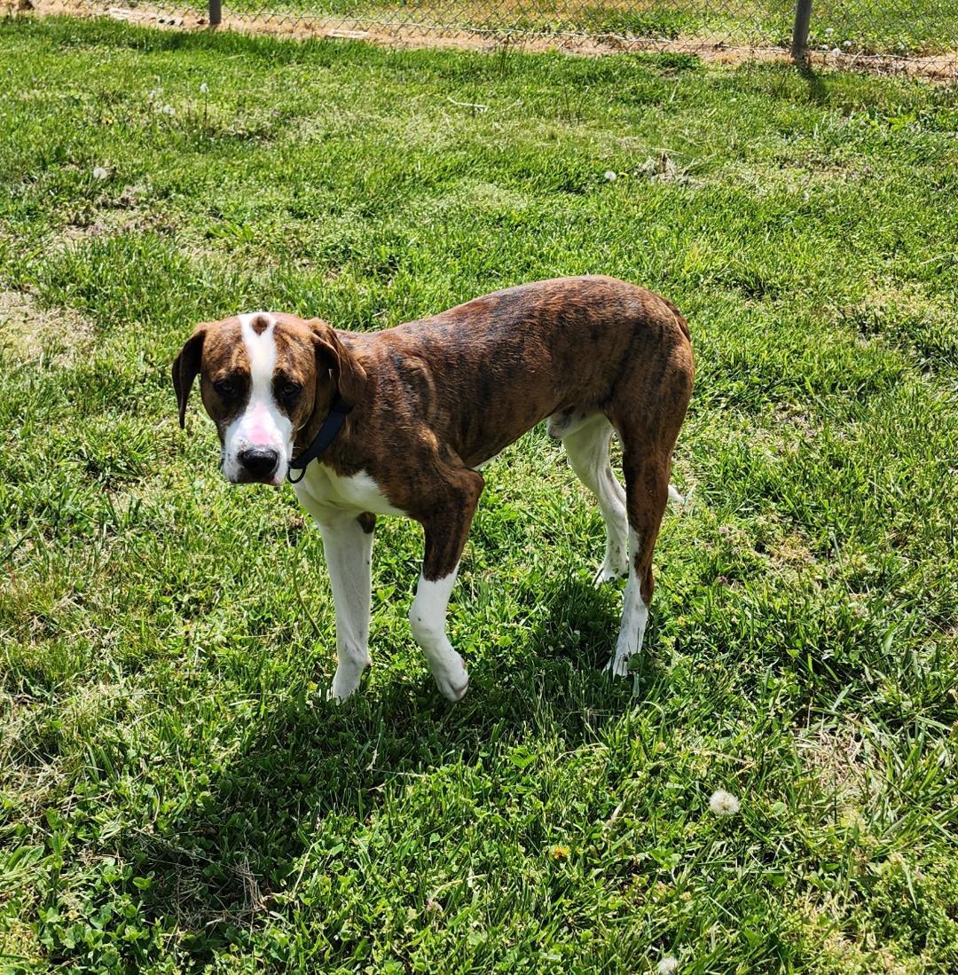 Enlarge Bean, a ADOPTABLE Mixed Breed in Point Pleasant, WV image 2/2