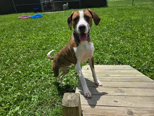 Bean, a ADOPTABLE Mixed Breed in Point Pleasant, WV image 3/3