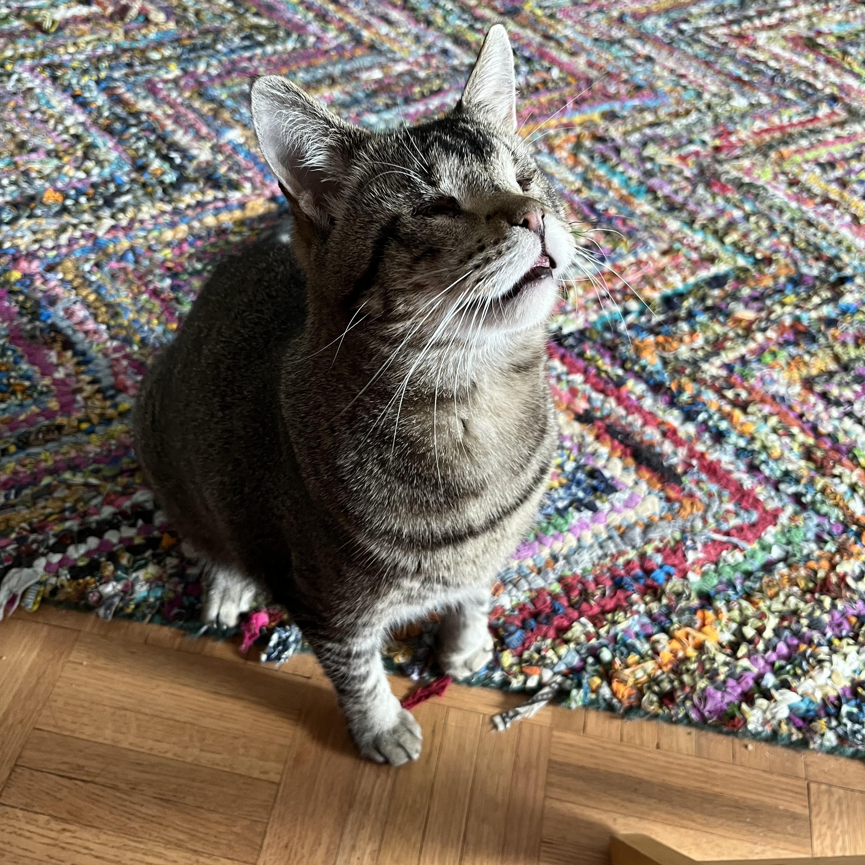 Enlarge Geordi LaForge – Sweet & Resilient, a Adoptable mixed breed in New York, NY image 1/6