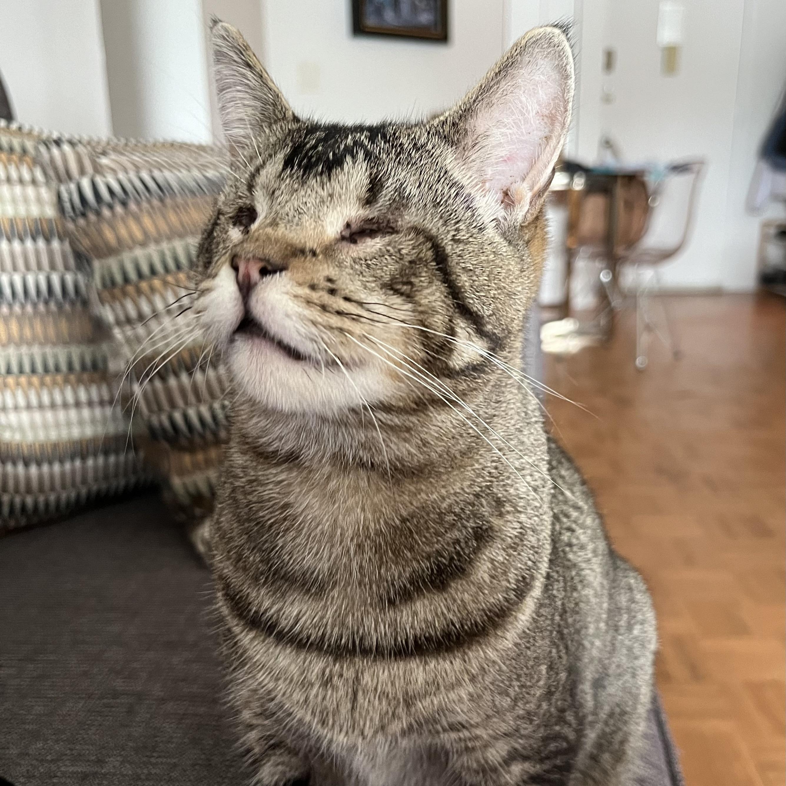 Enlarge Geordi LaForge – Sweet & Resilient, a Adoptable mixed breed in New York, NY image 2/6