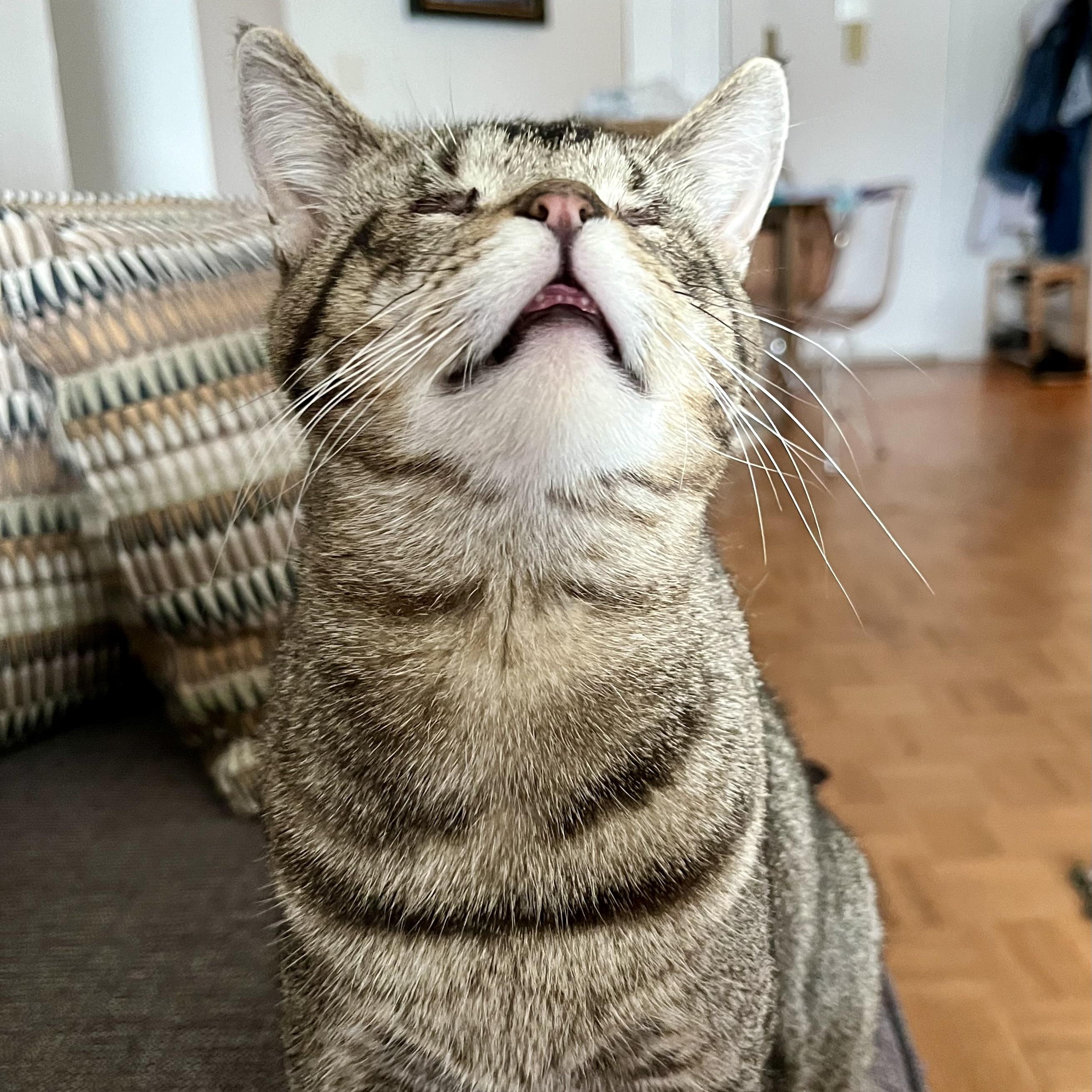 Enlarge Geordi LaForge – Sweet & Resilient, a Adoptable mixed breed in New York, NY image 3/6