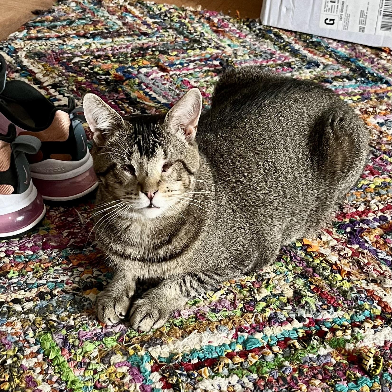 Enlarge Geordi LaForge – Sweet & Resilient, a Adoptable mixed breed in New York, NY image 4/6