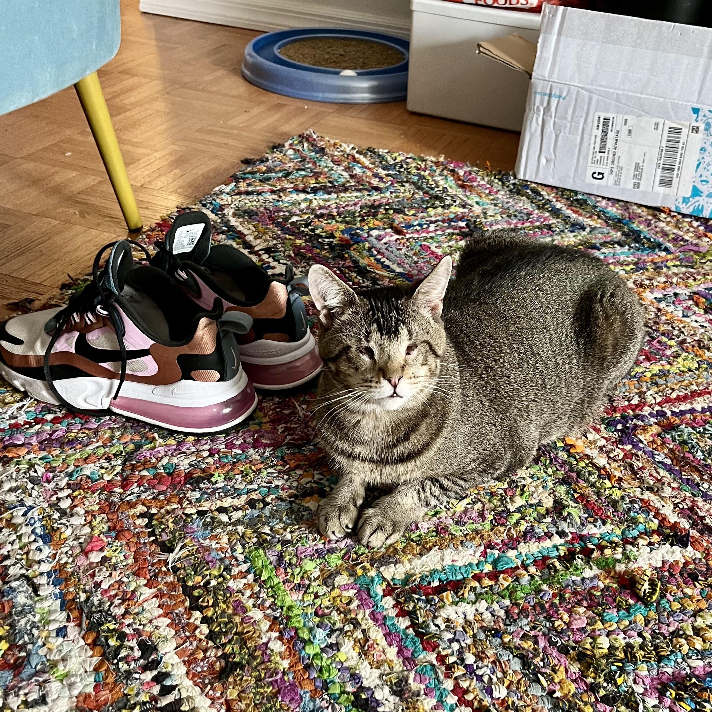 Enlarge Geordi LaForge – Sweet & Resilient, a Adoptable mixed breed in New York, NY image 5/6