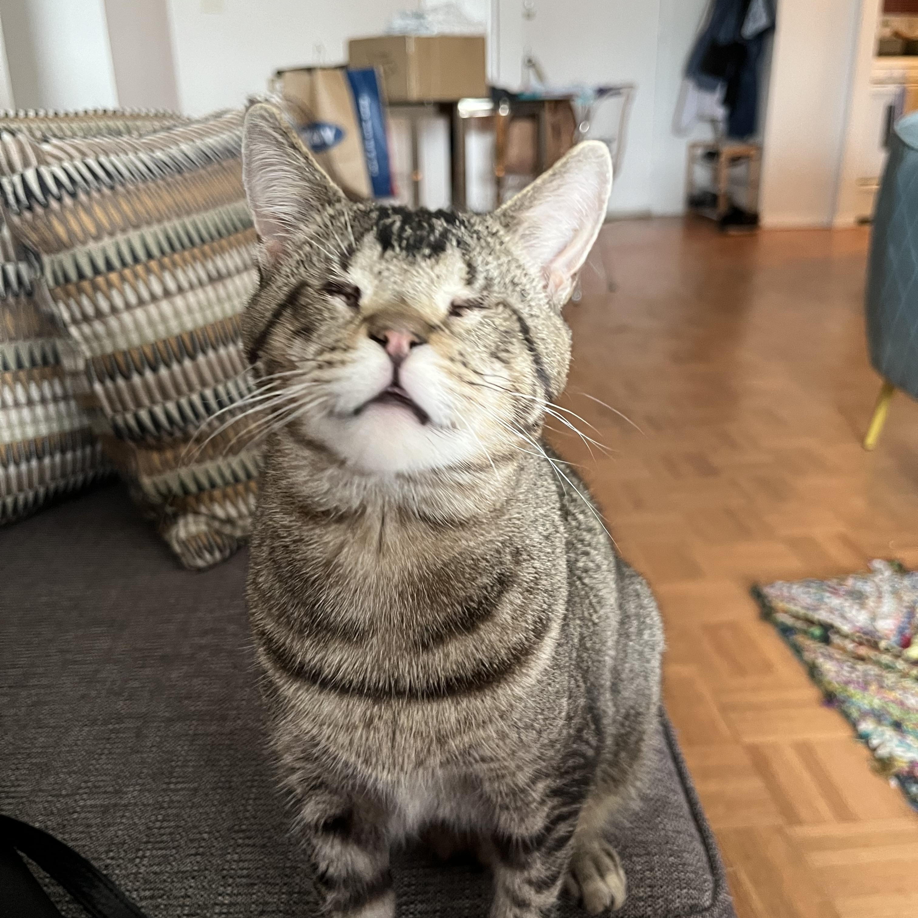 Enlarge Geordi LaForge – Sweet & Resilient, a Adoptable mixed breed in New York, NY image 6/6