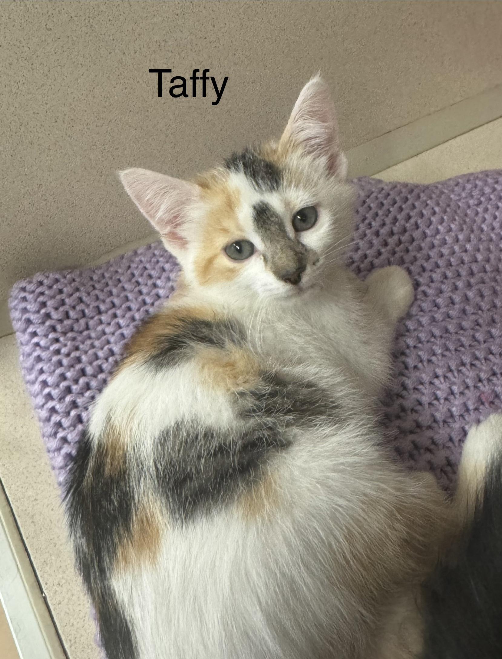 Enlarge Taffy, an adopted Domestic Short Hair in Ulster, PA image 1/1