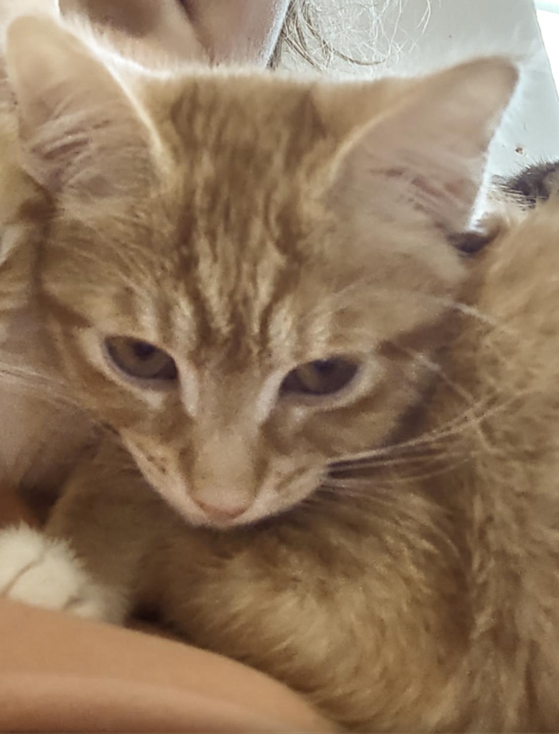 Fanta, a ADOPTABLE American Shorthair in Shelbyville, TN image 2/3