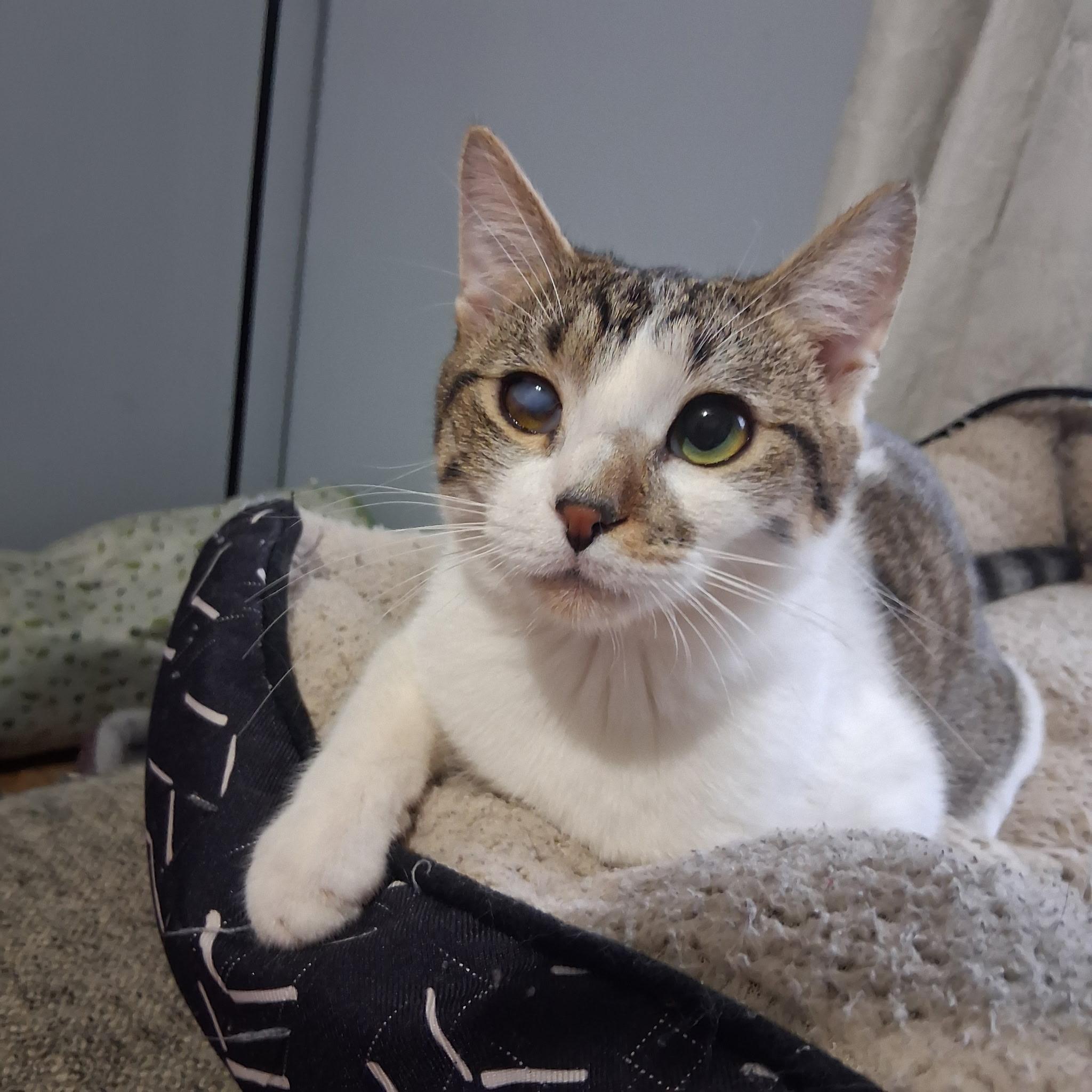 Ducky, Adoptable, Kitten Male Domestic Short Hair & Tabby.