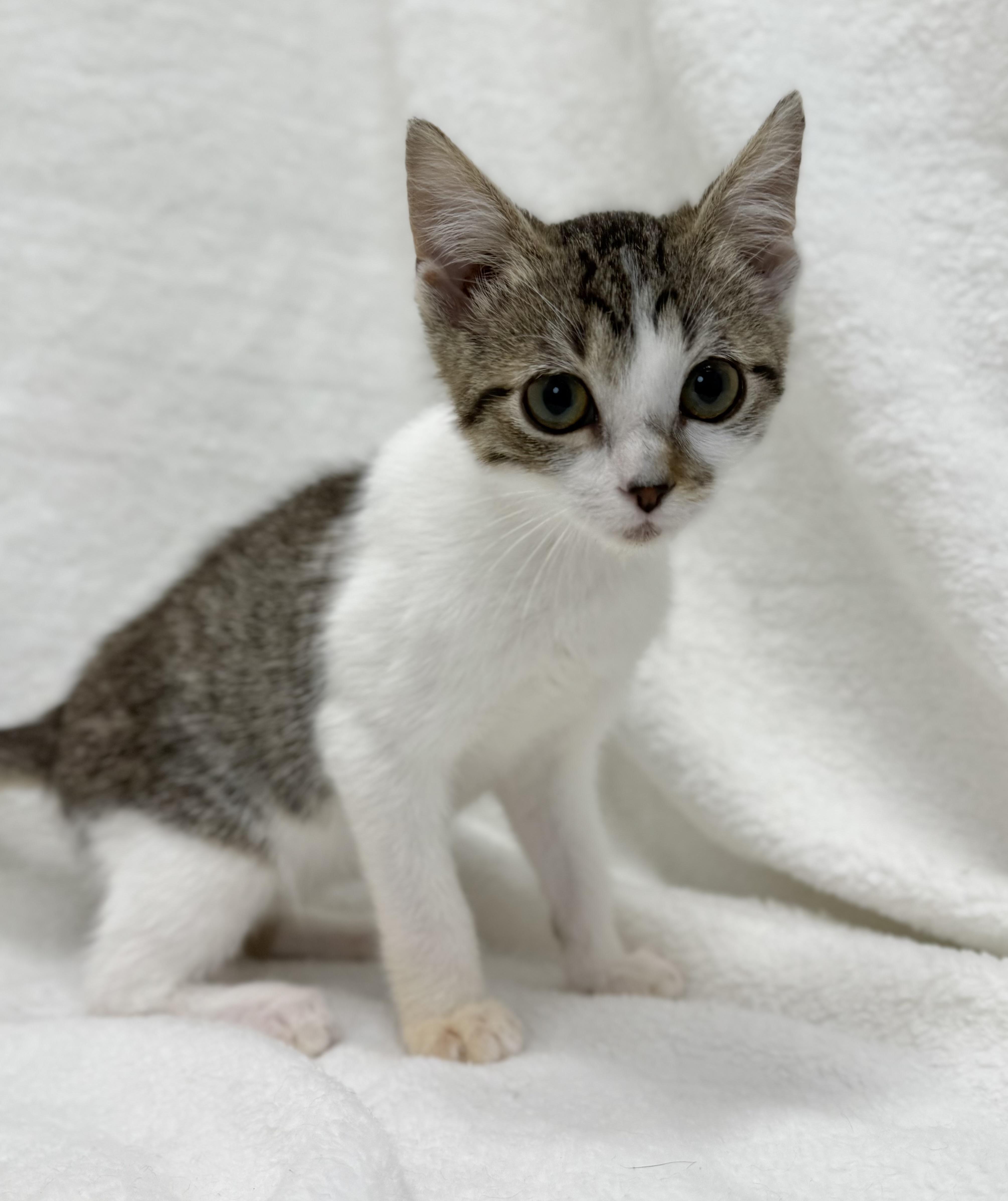 Enlarge Ducky, a Adoptable mixed breed in Greensboro, NC image 4/6