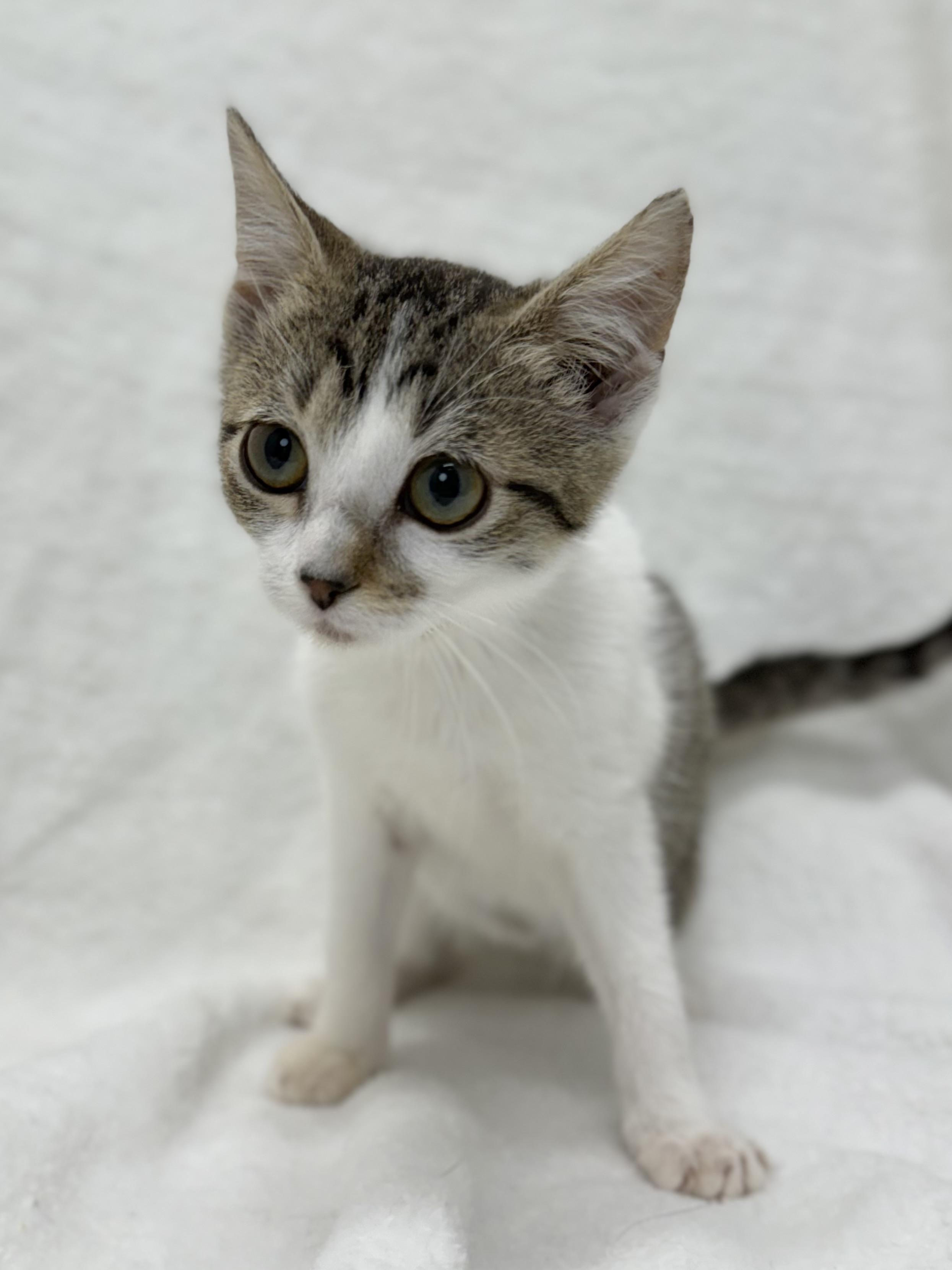 Enlarge Ducky, a Adoptable mixed breed in Greensboro, NC image 5/6