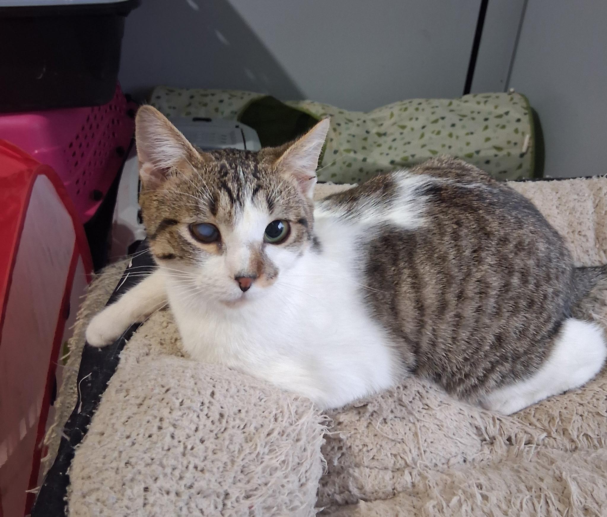 Enlarge Ducky, a Adoptable mixed breed in Greensboro, NC image 3/6