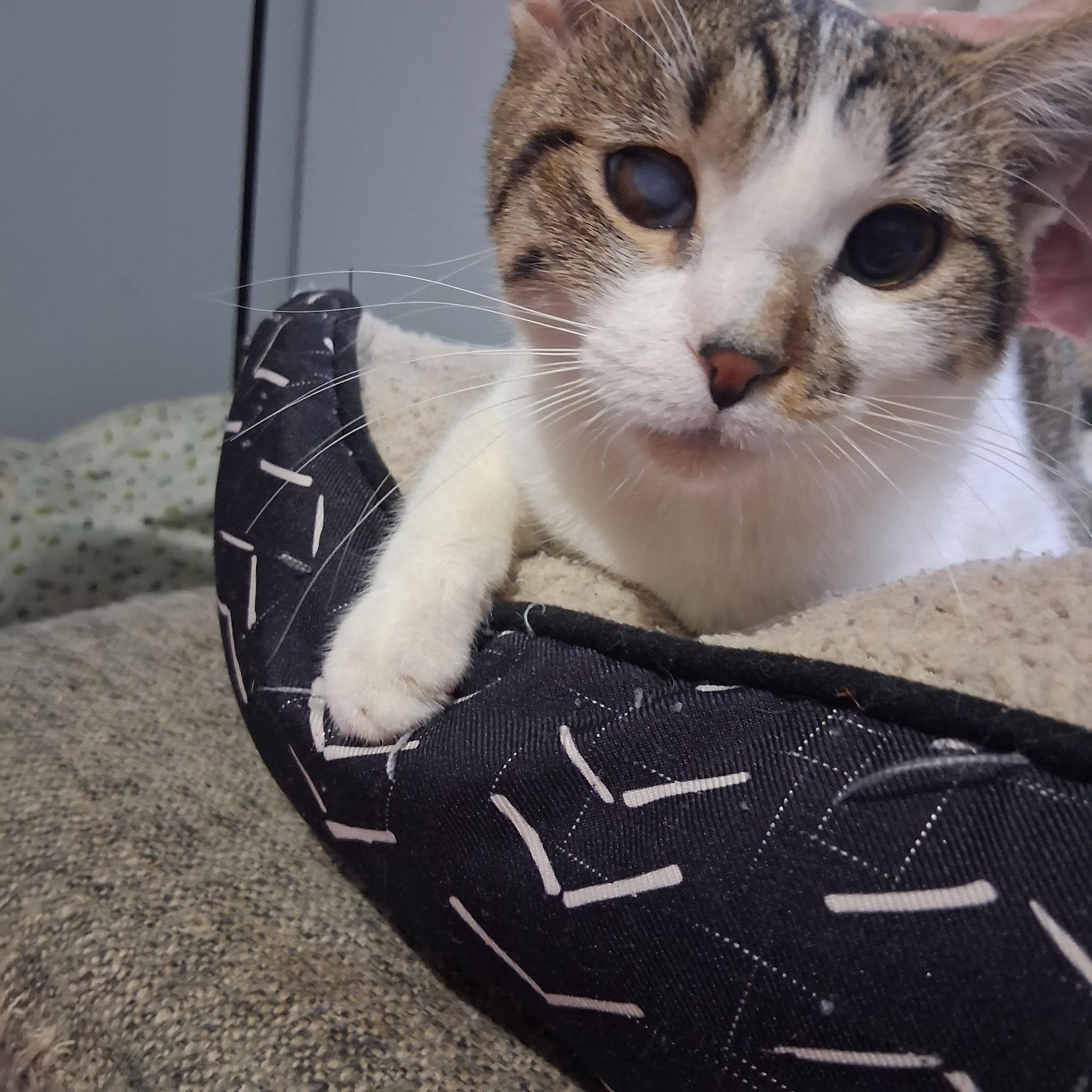 Enlarge Ducky, a Adoptable mixed breed in Greensboro, NC image 2/6