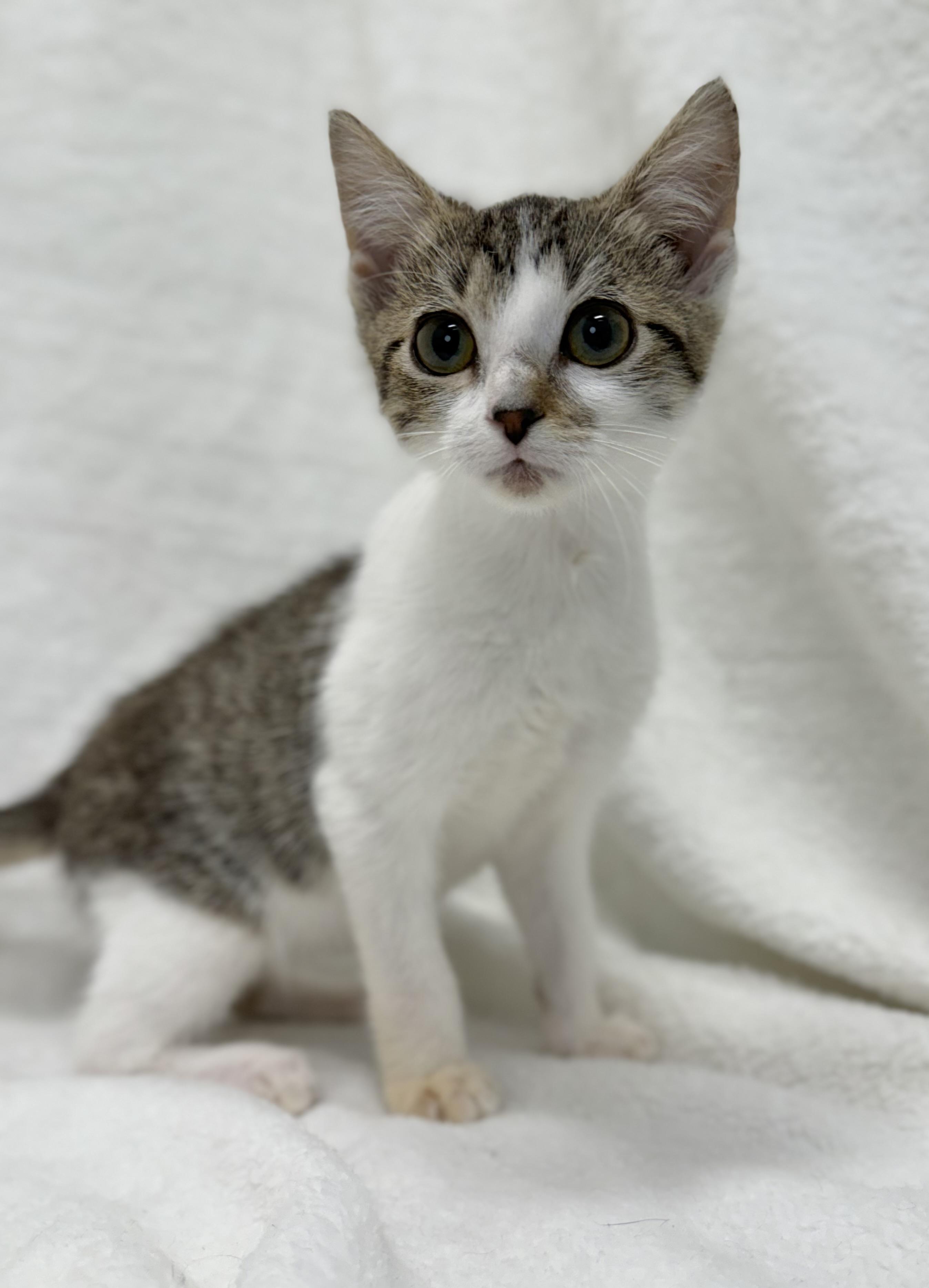 Enlarge Ducky, a Adoptable mixed breed in Greensboro, NC image 6/6