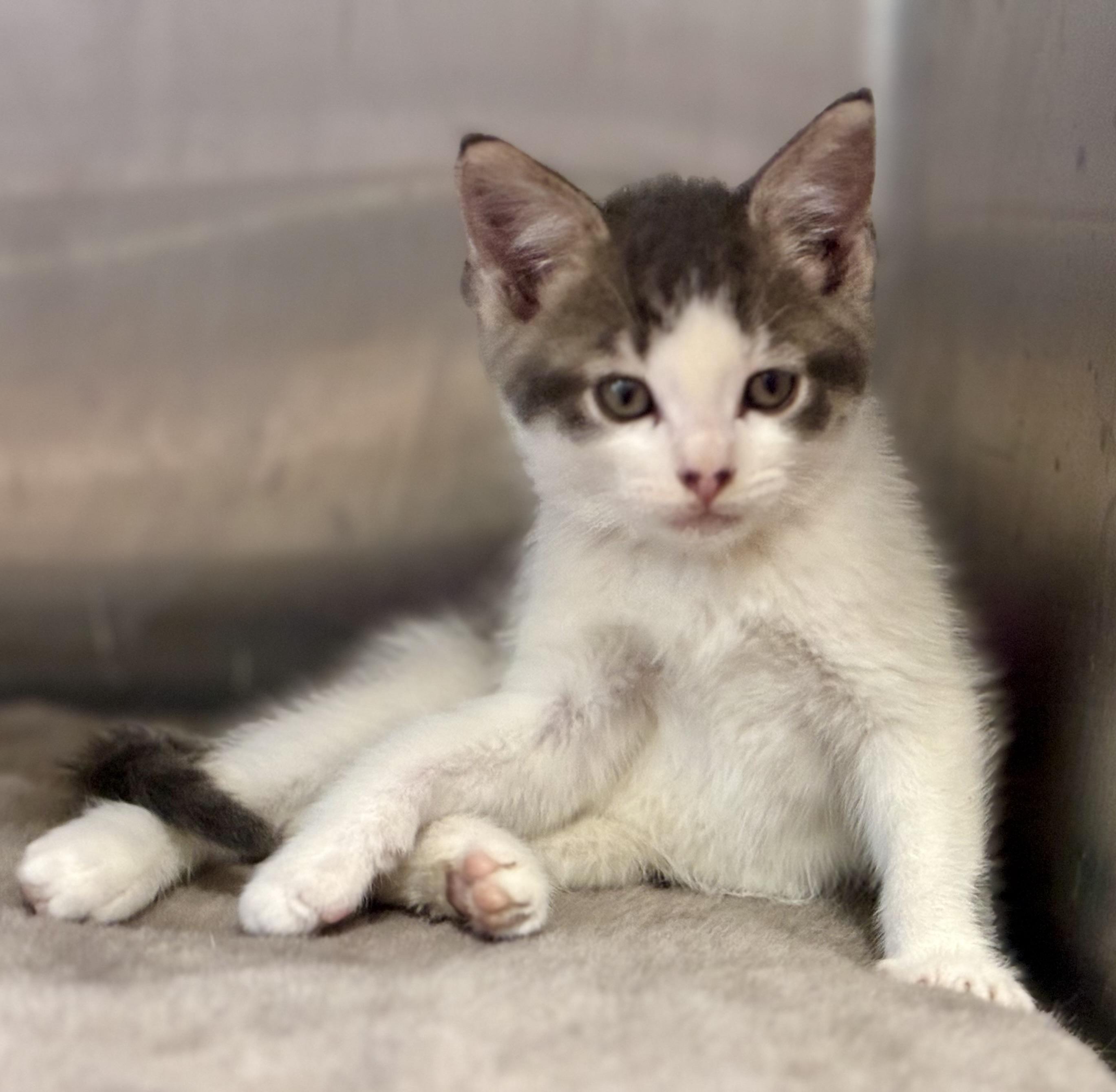 Autumn, an adopted Domestic Medium Hair in Sandusky, MI image 3/5
