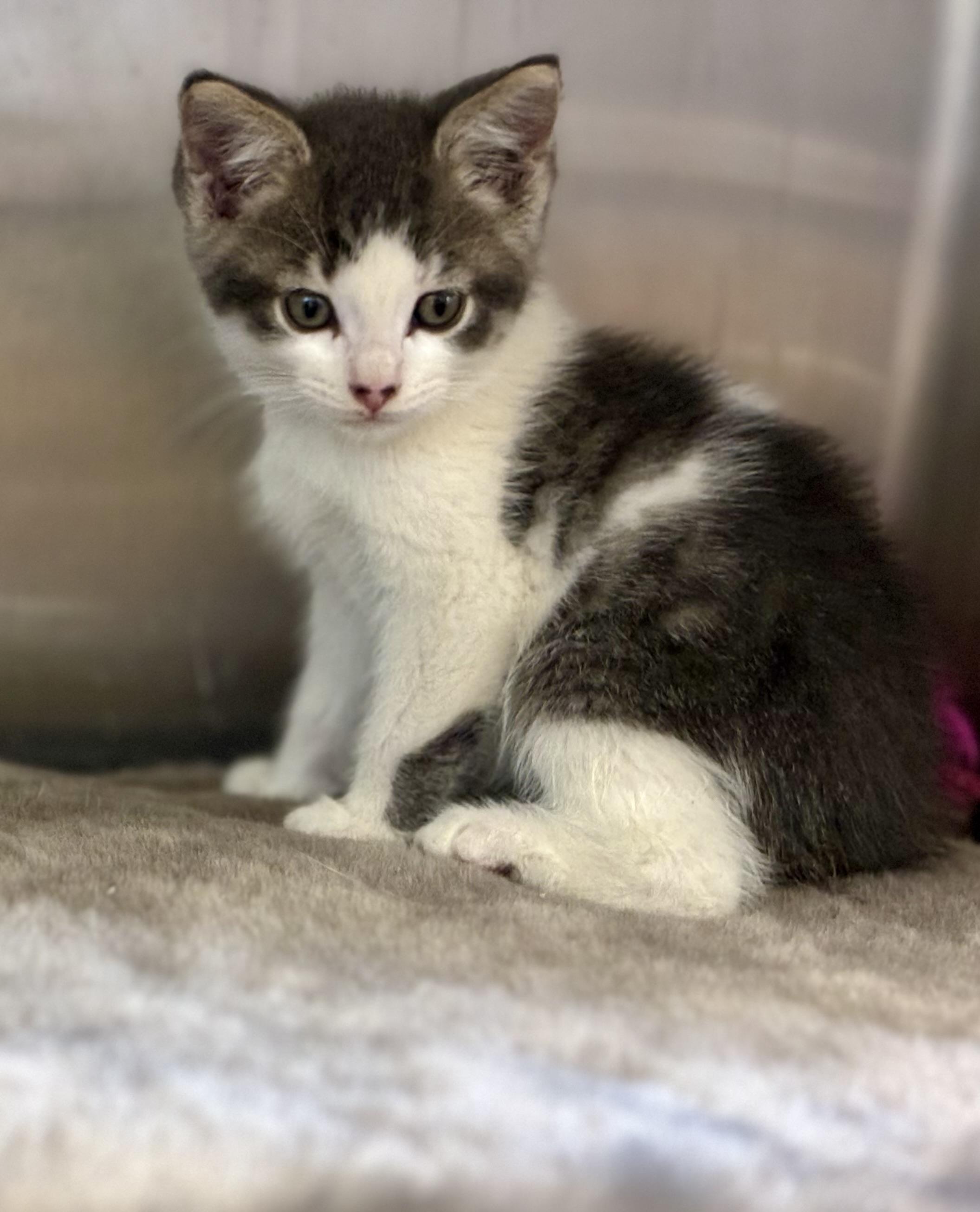 Autumn, adopted, Kitten Female Domestic Medium Hair.