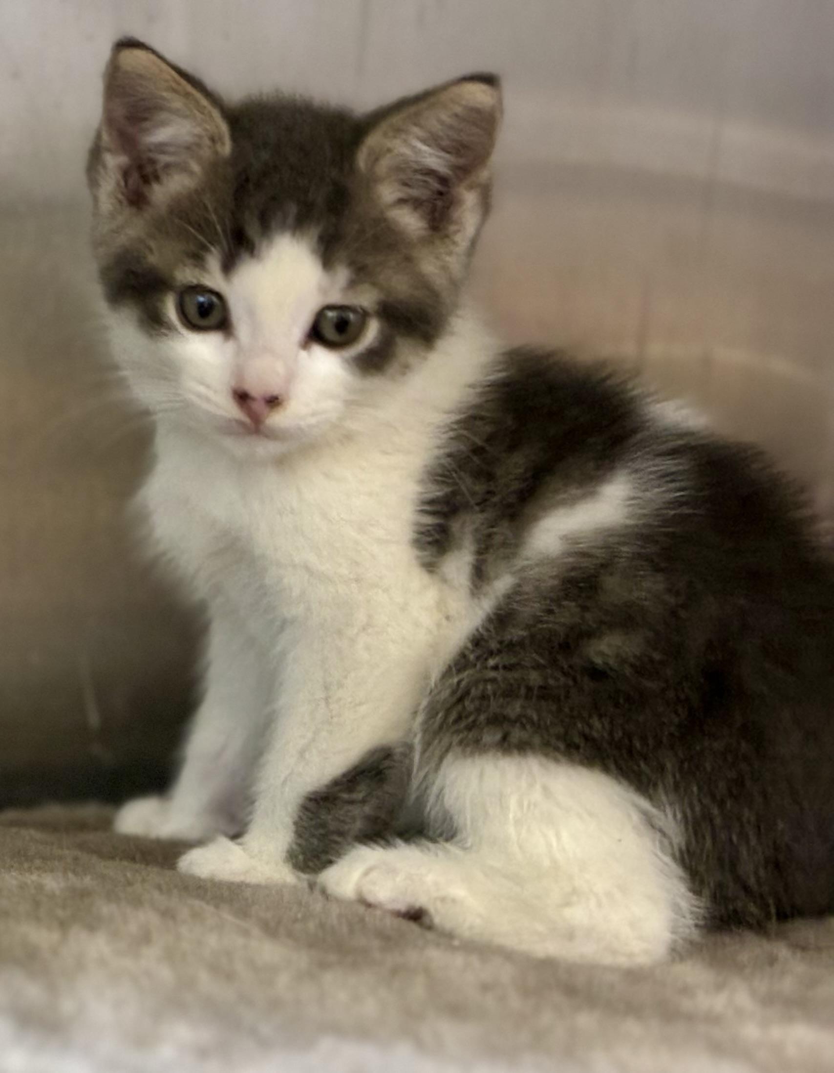 Autumn, an adopted Domestic Medium Hair in Sandusky, MI image 2/5