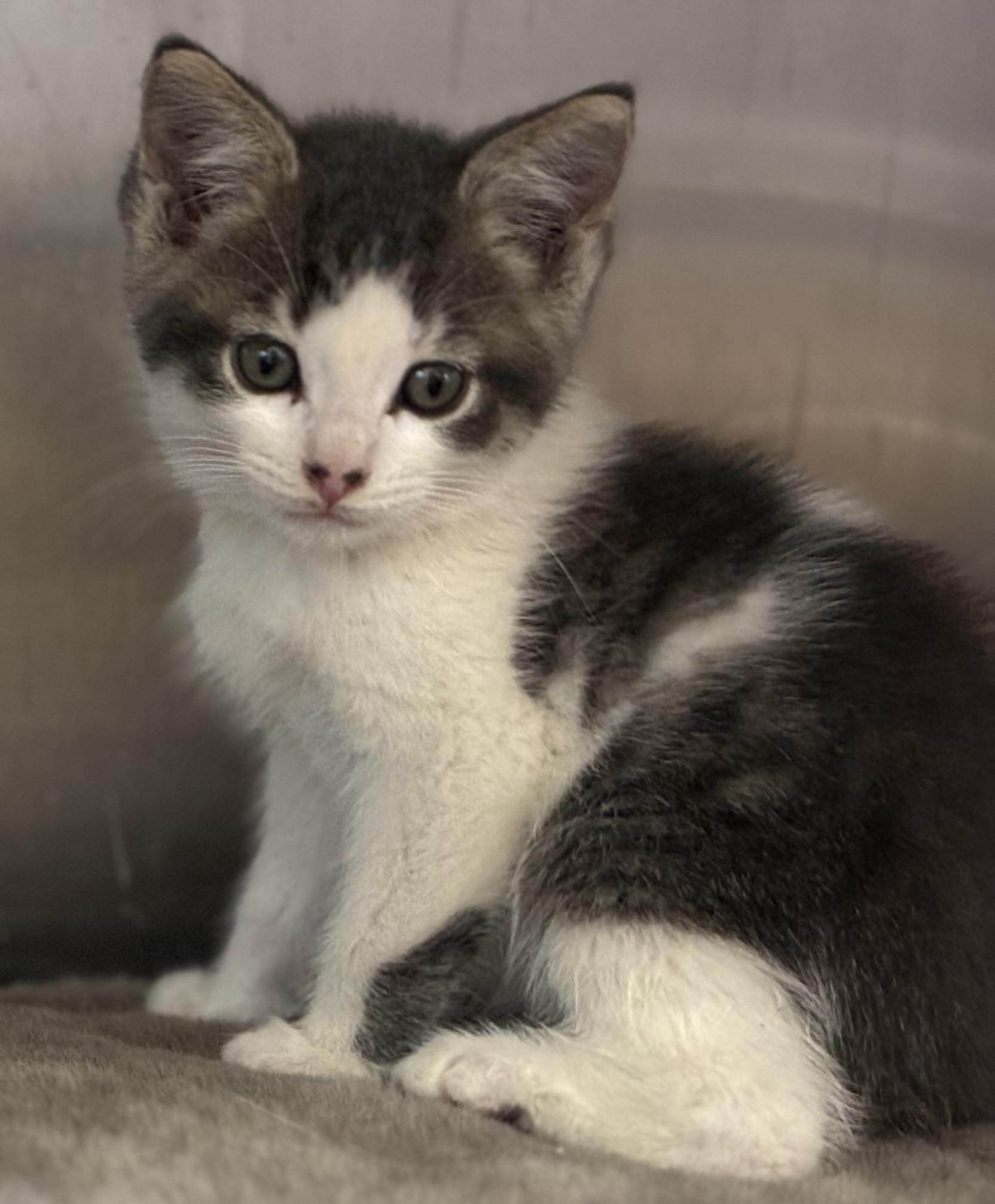 Autumn, an adopted Domestic Medium Hair in Sandusky, MI image 4/5