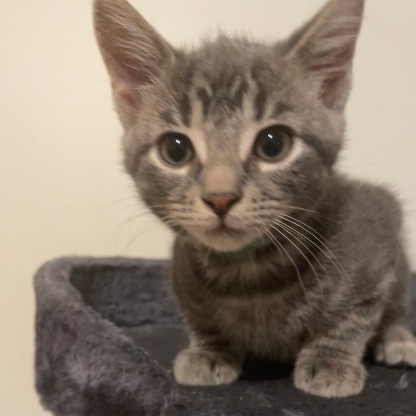 Orbit, Adoptable, Kitten Female Tabby.