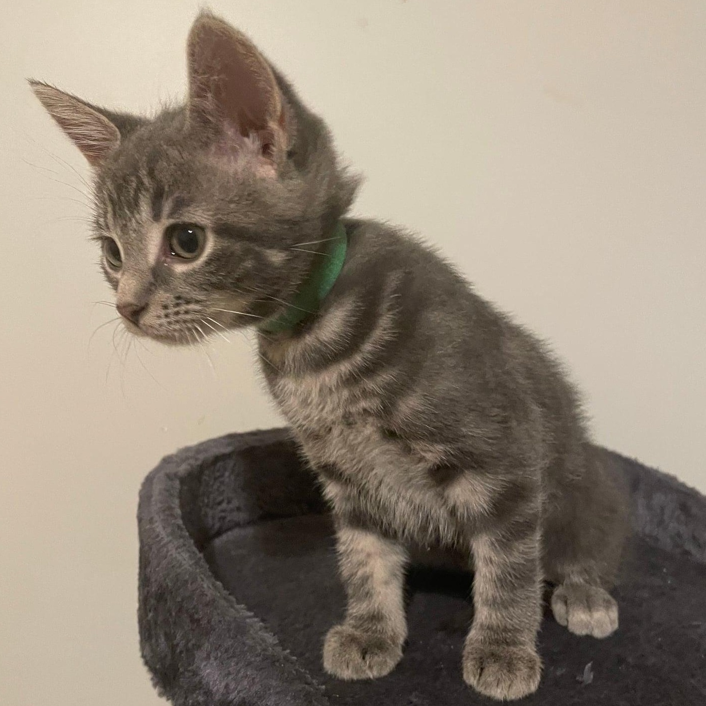 Enlarge Orbit, a Adoptable Tabby in Kentwood, MI image 2/2