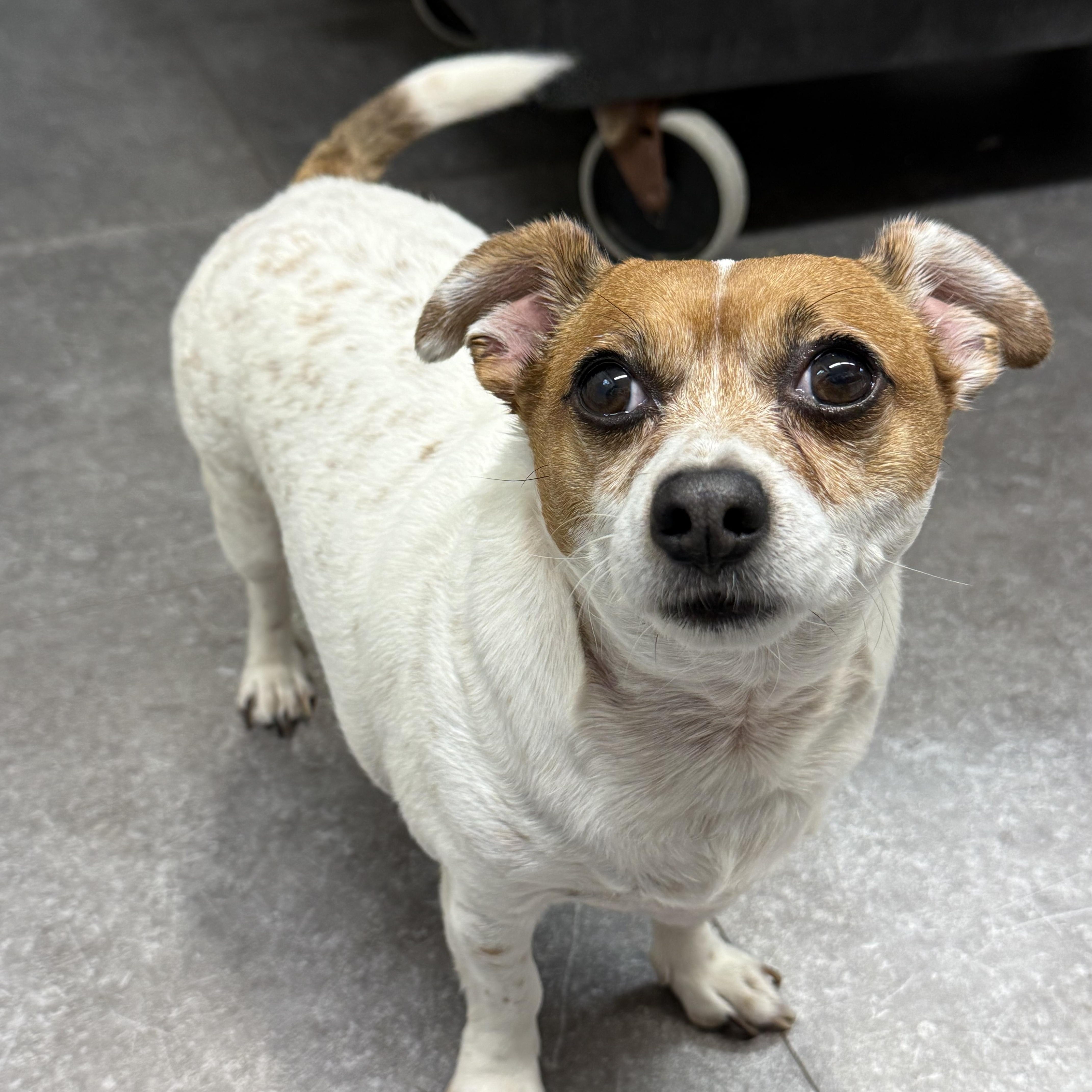 Enlarge Shadow, a Adopted mixed breed in Delhi, NY image 2/2