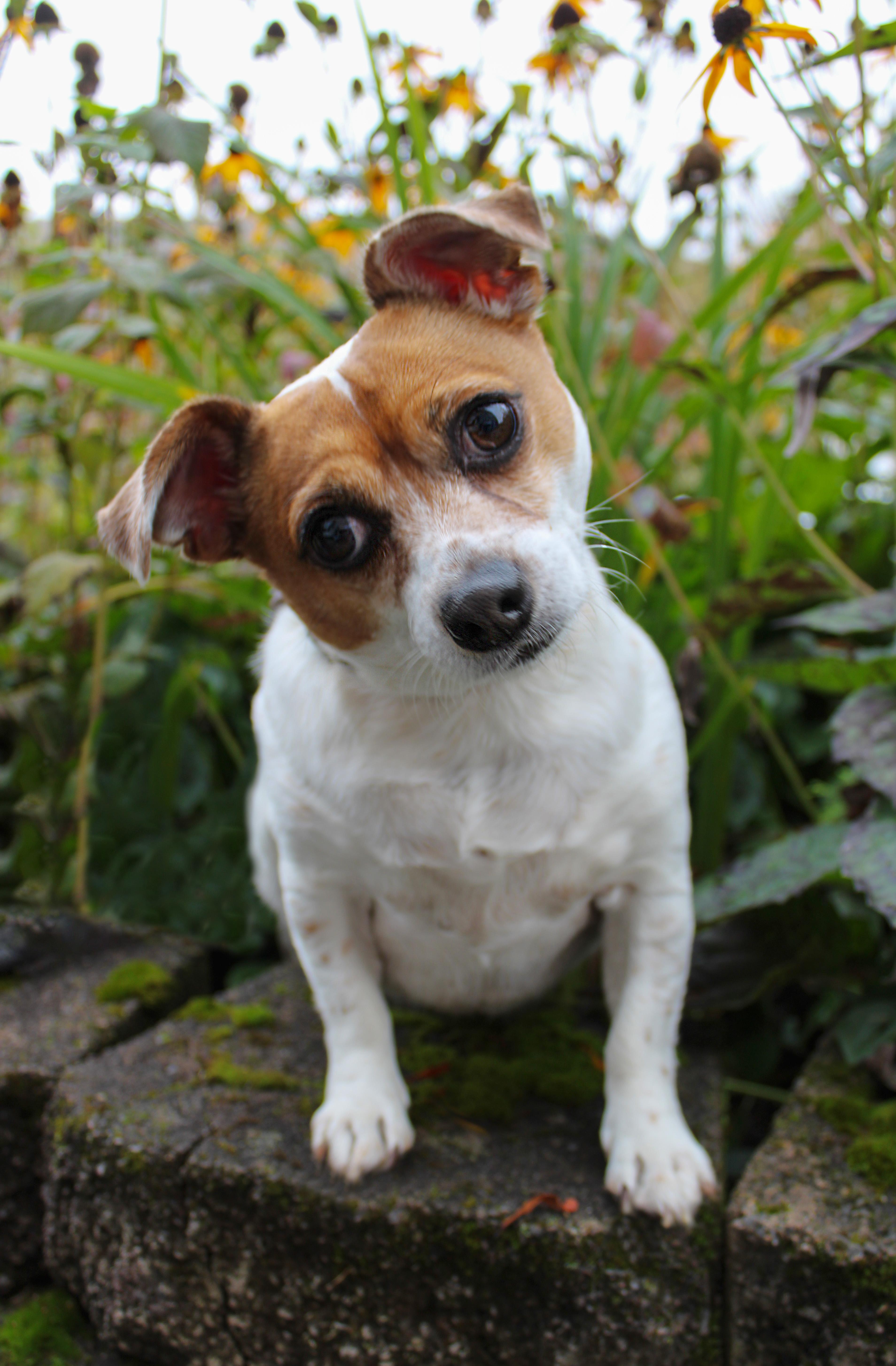 Enlarge Shadow, a Adopted mixed breed in Delhi, NY image 1/2