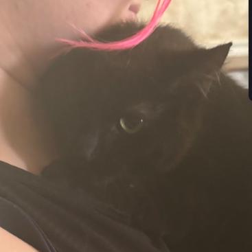 Lucille, a Adoptable Domestic Short Hair in Layton, UT image 2/2