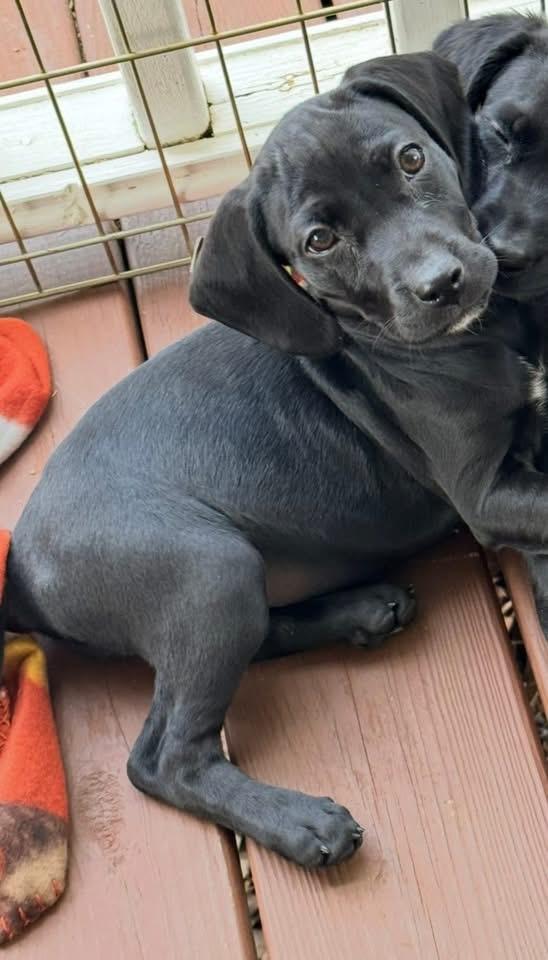 Mosaic, Adopted, Puppy Female Boykin Spaniel.