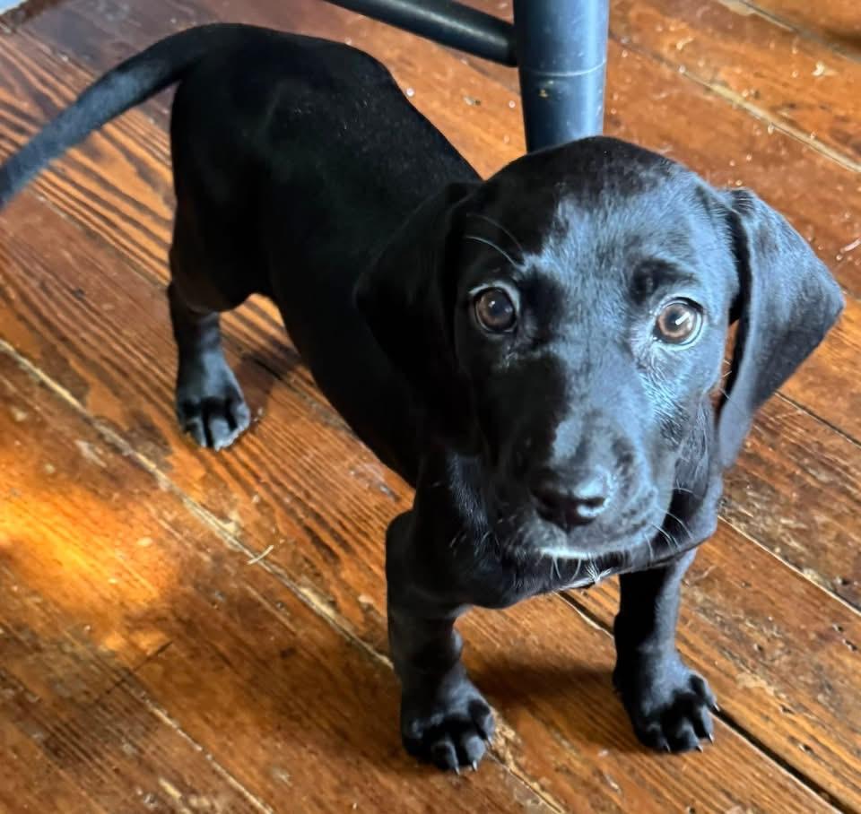 Enlarge Mosaic, a Adopted mixed breed in Berlin, NJ image 2/3