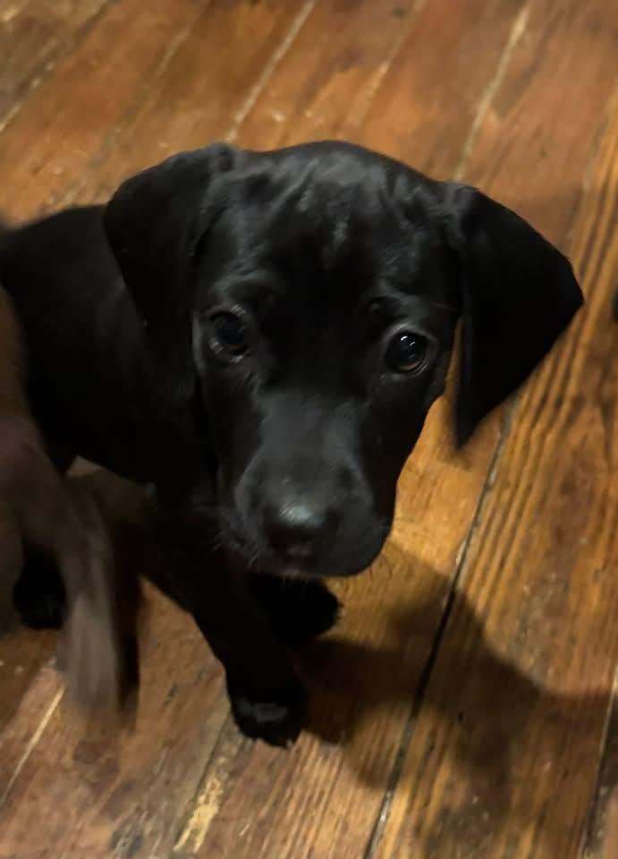 Enlarge Mosaic, a Adopted mixed breed in Berlin, NJ image 3/3