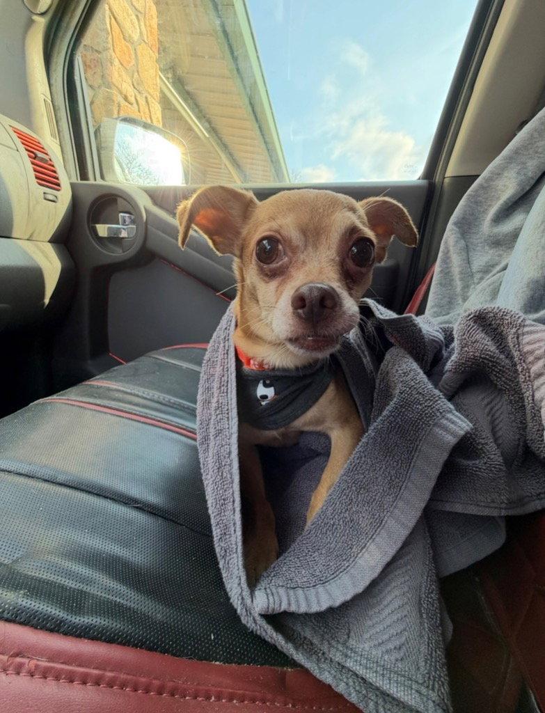 Enlarge Morty, a Adoptable Chihuahua in Ellijay, GA image 2/2