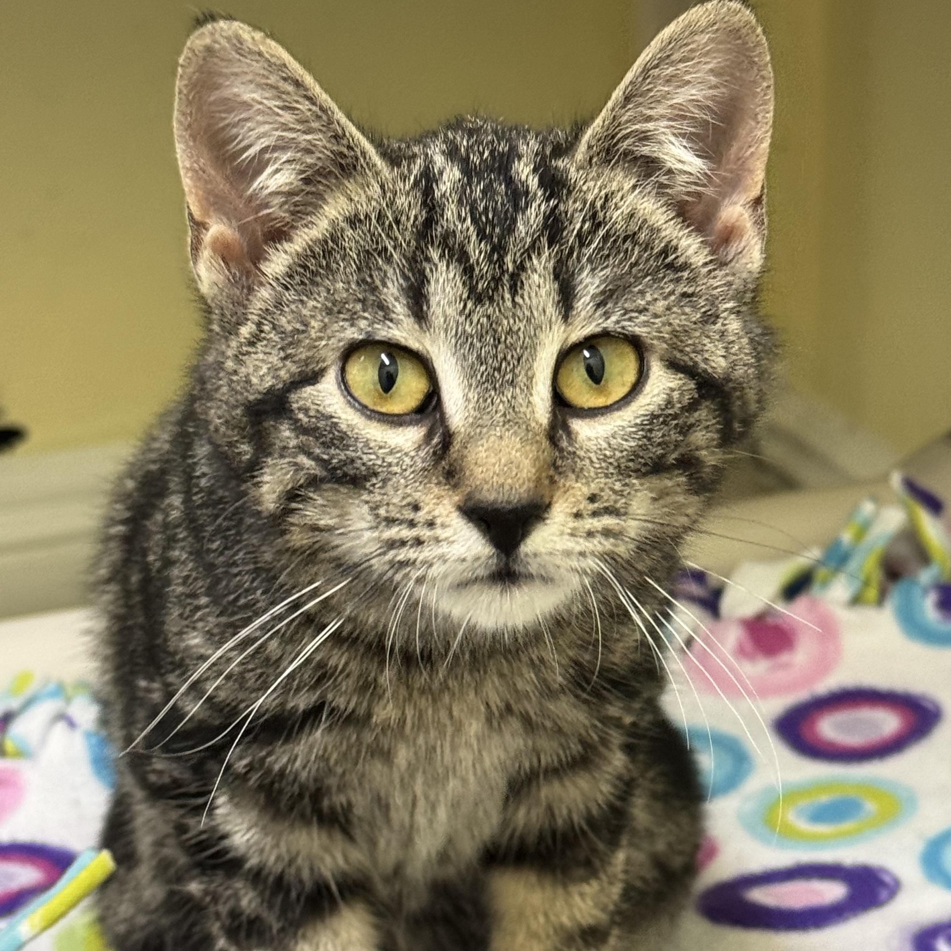 Bella Babies, a Adoptable Domestic Short Hair in Little Falls, NY image 3/6