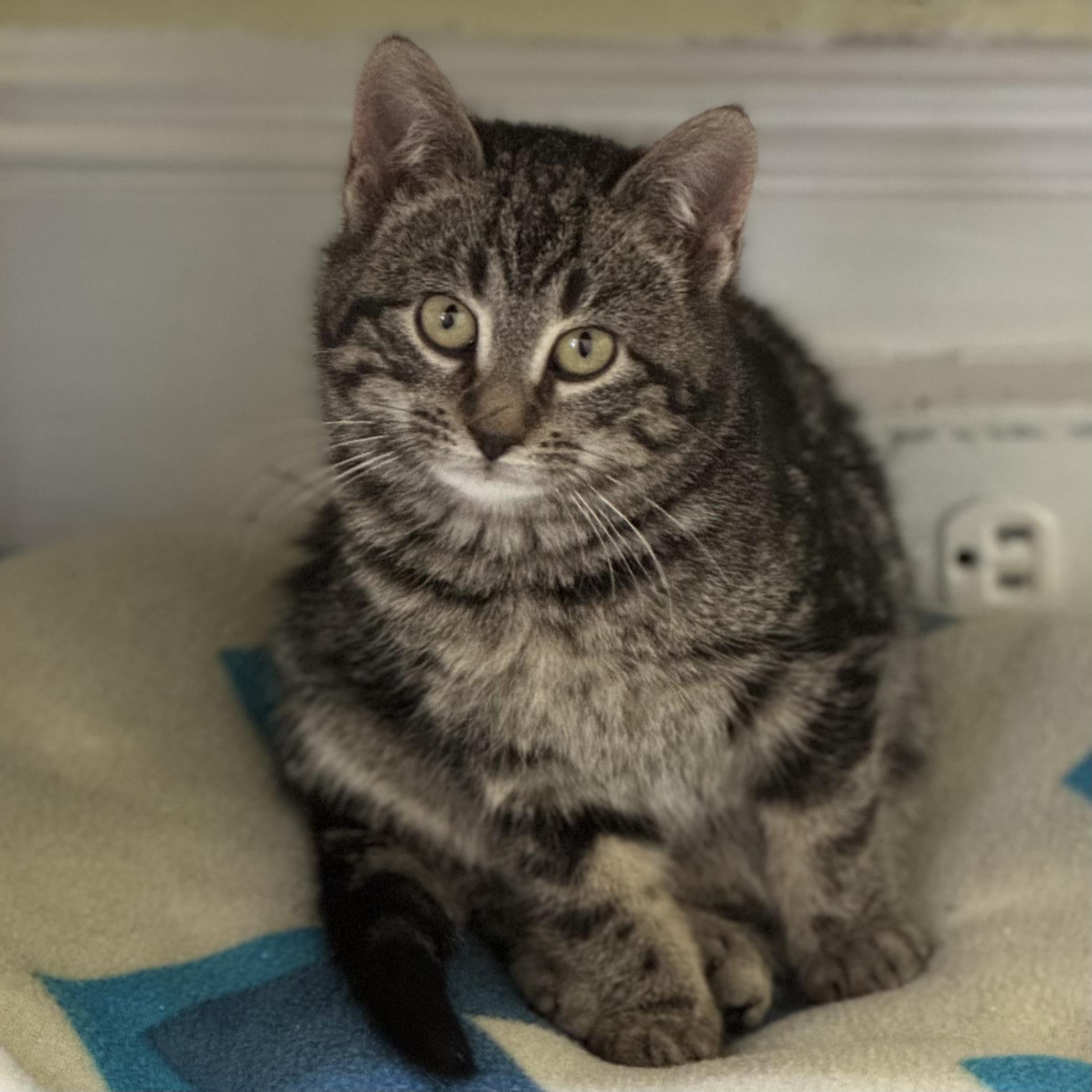 Bella Babies, a Adoptable Domestic Short Hair in Little Falls, NY image 4/6