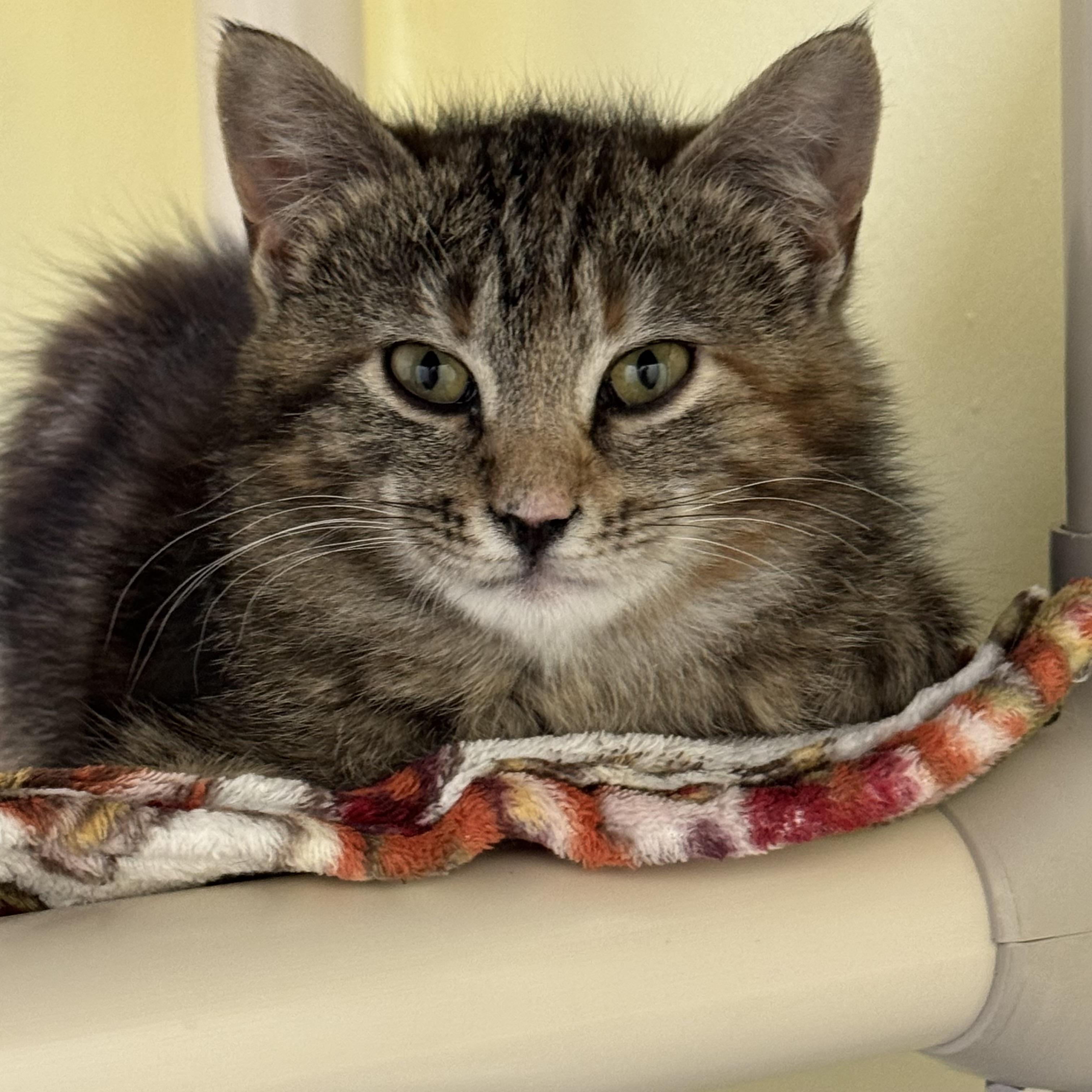 Bella Babies, a Adoptable Domestic Short Hair in Little Falls, NY image 5/6