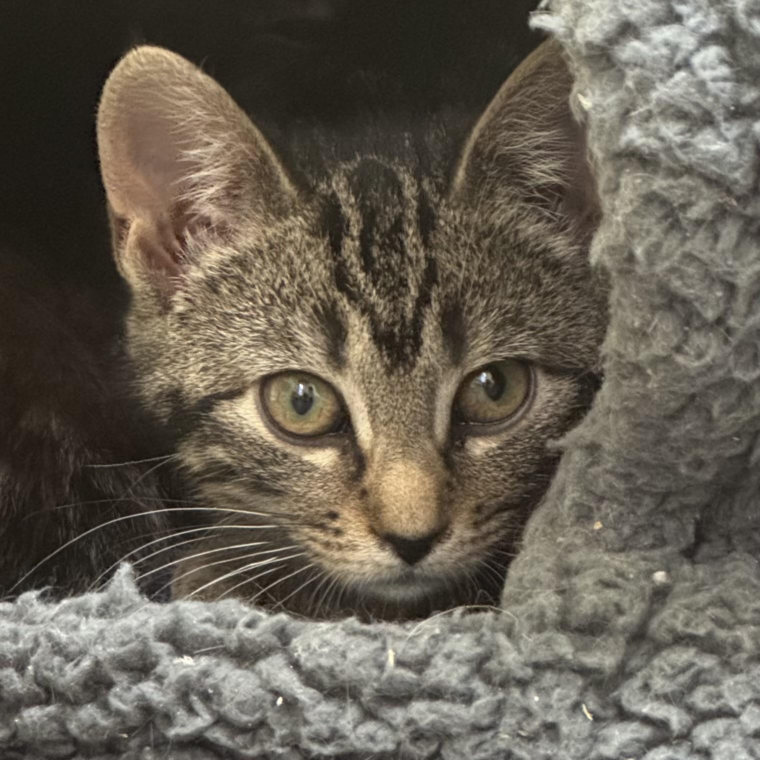 Bella Babies, a Adoptable Domestic Short Hair in Little Falls, NY image 2/6
