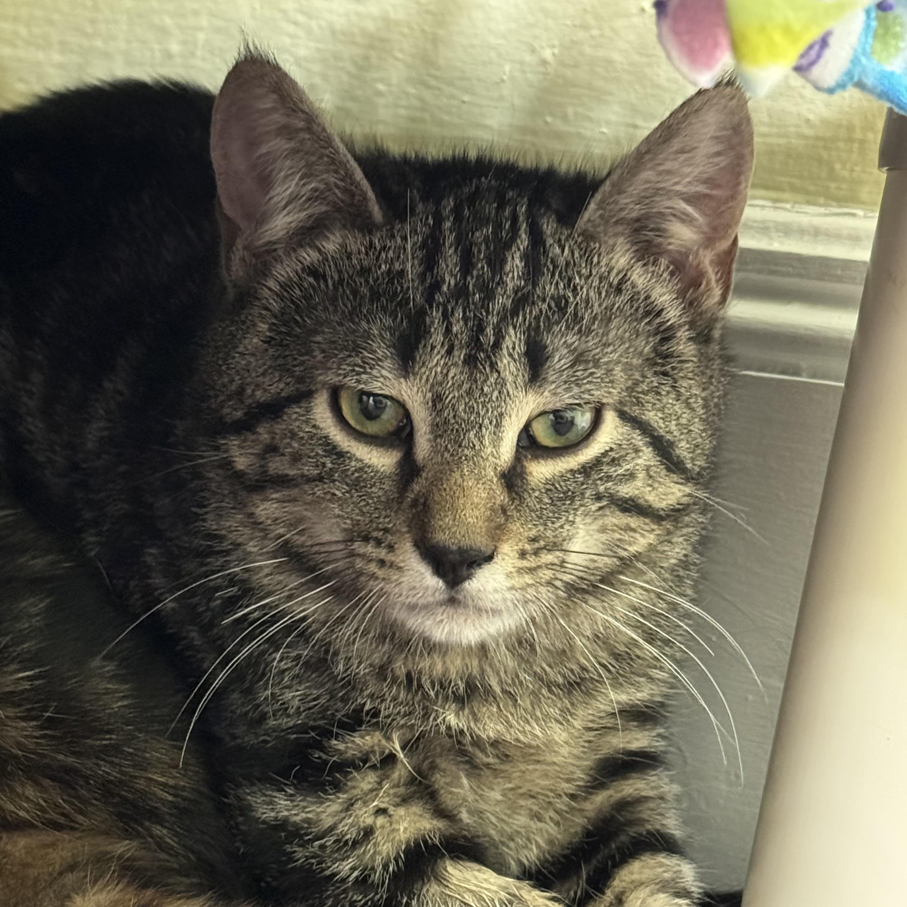 Bella Babies, a Adoptable Domestic Short Hair in Little Falls, NY image 6/6