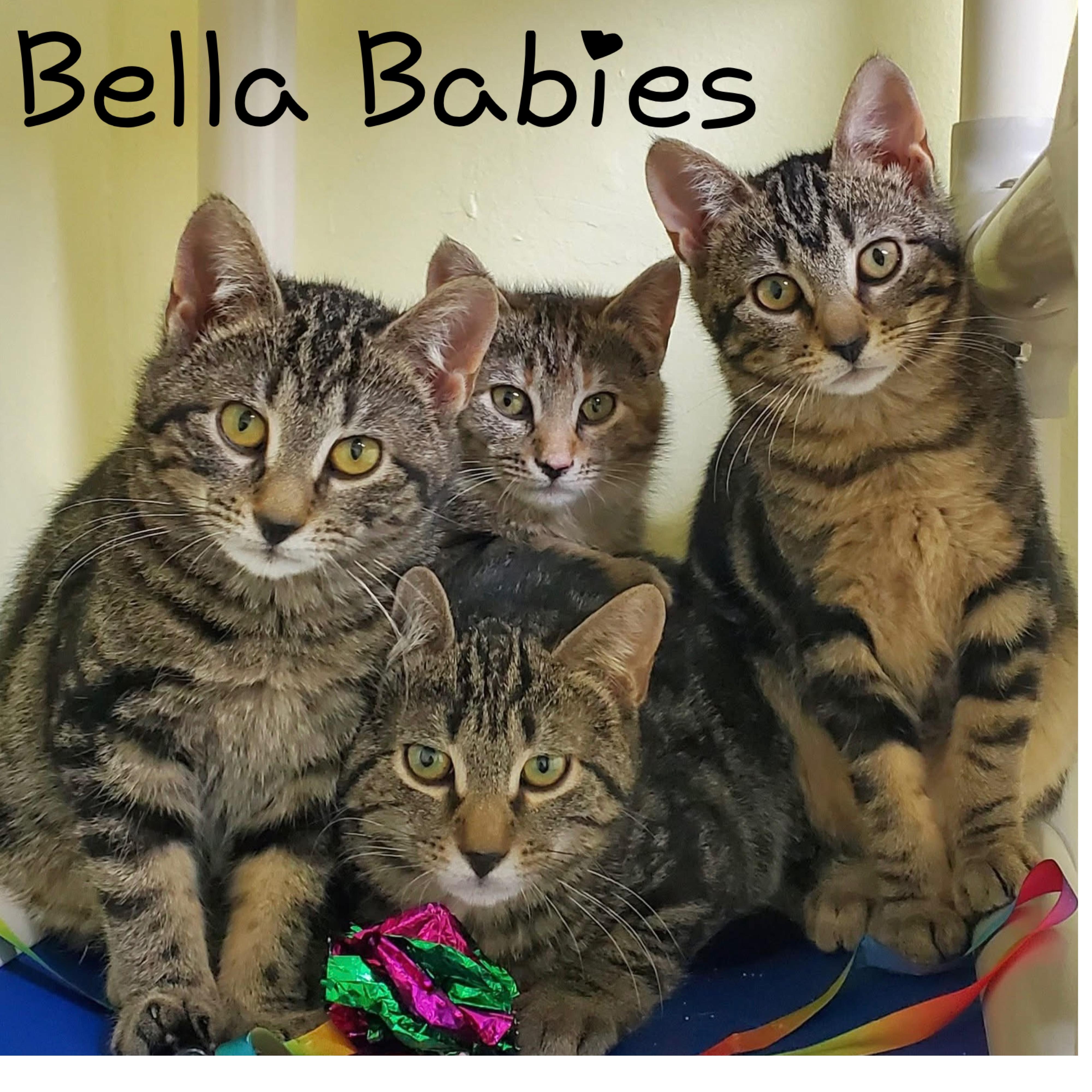 Bella Babies, Adoptable, Kitten Female Domestic Short Hair.