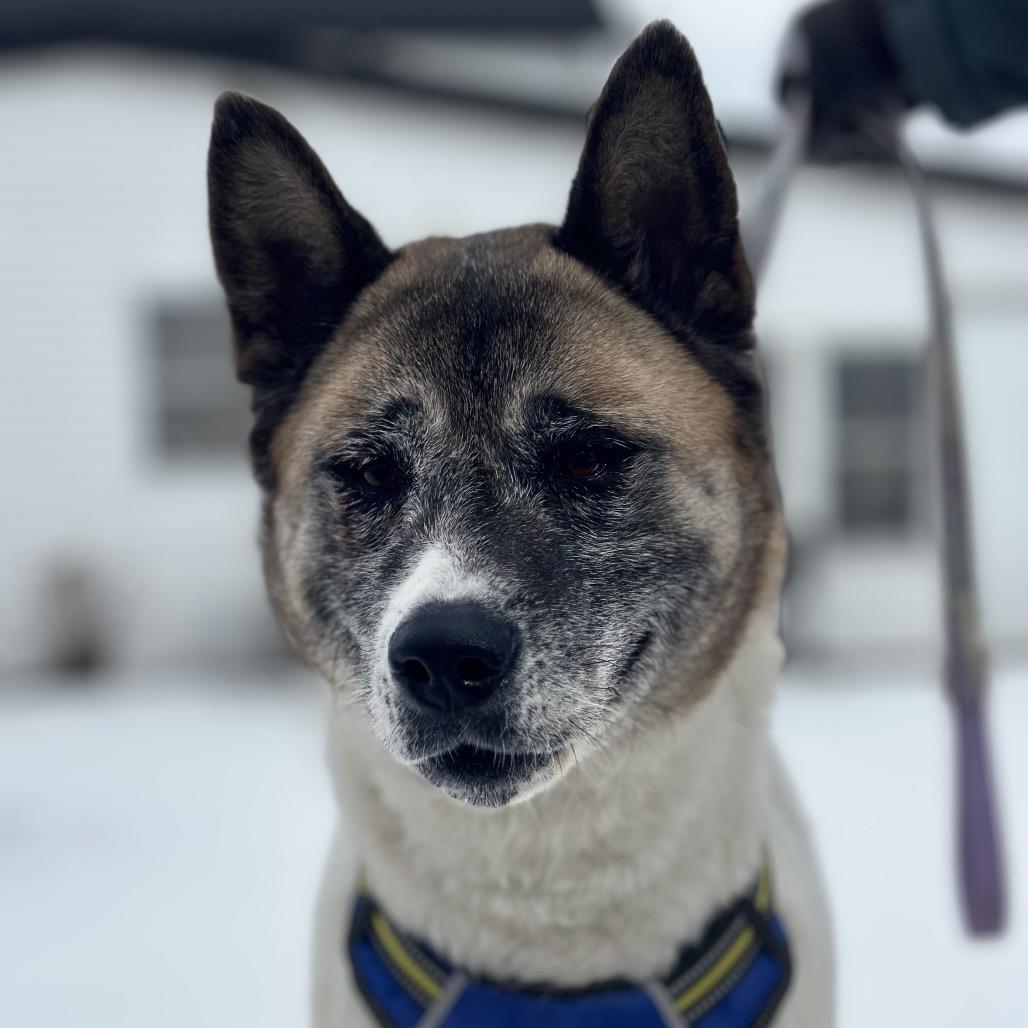 Enlarge Mochi, a Adoptable Mixed Breed in Troy, IL image 1/5