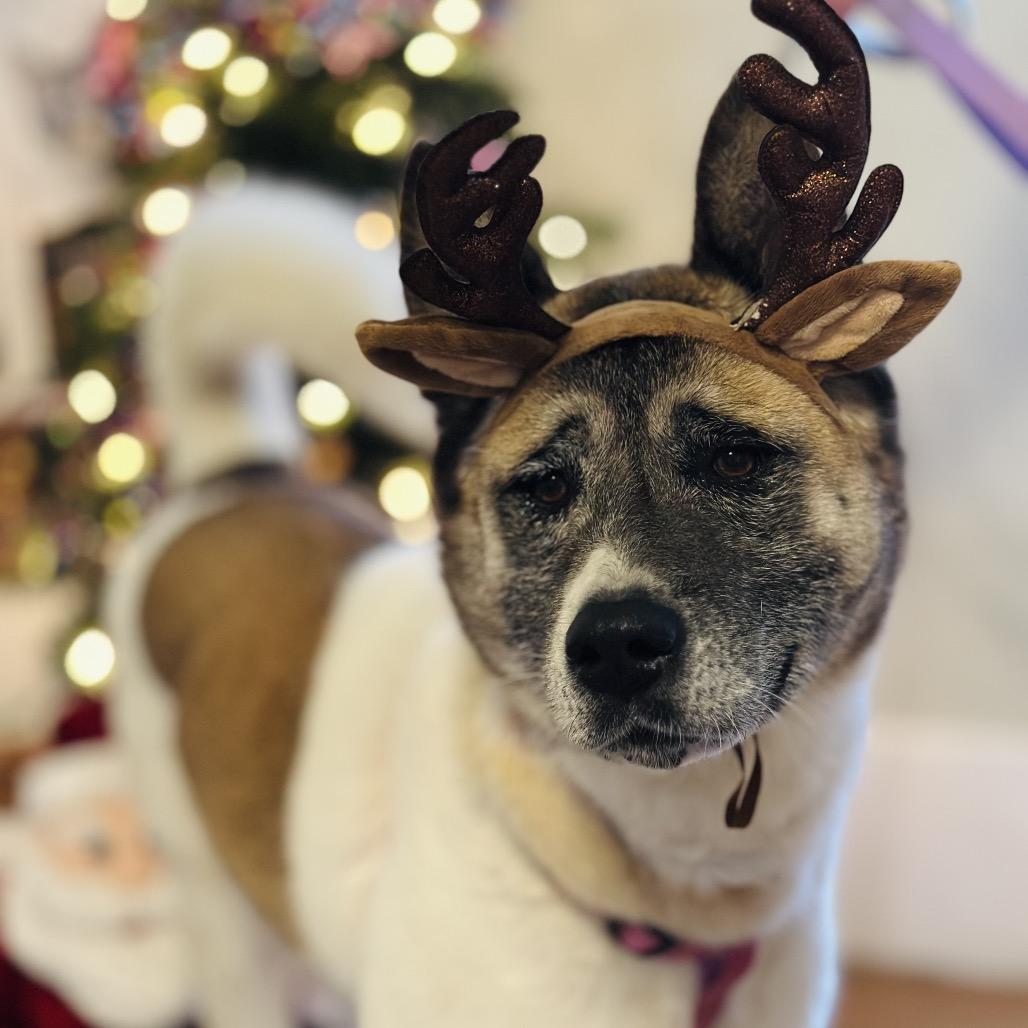 Mochi, Adoptable, Adult Female Mixed Breed.