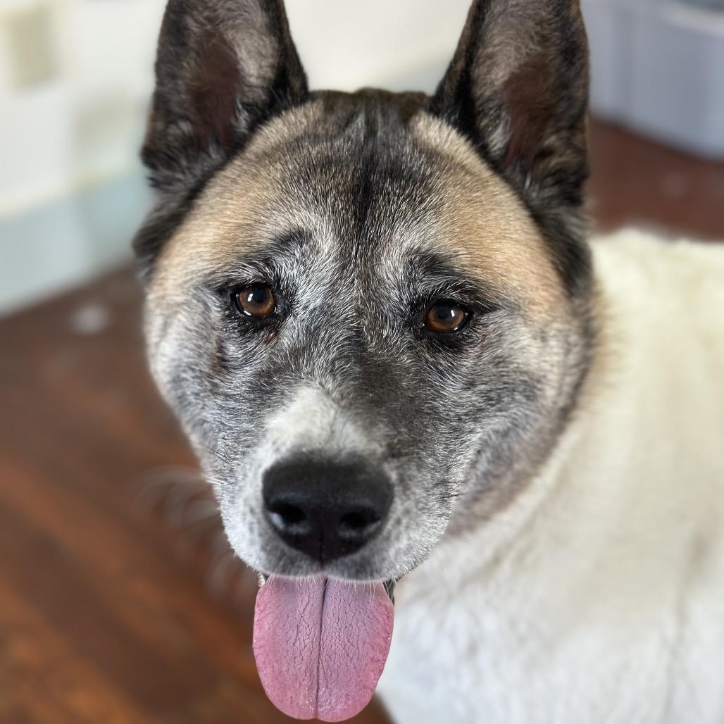 Mochi, a Adoptable Akita in Troy, IL image 3/6