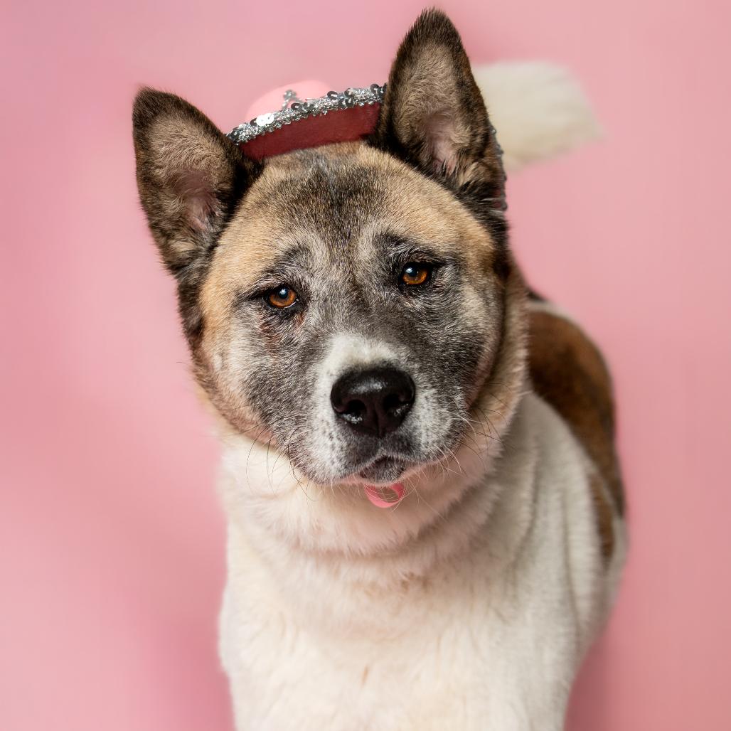 Mochi, a Adoptable Mixed Breed in Troy, IL image 3/6