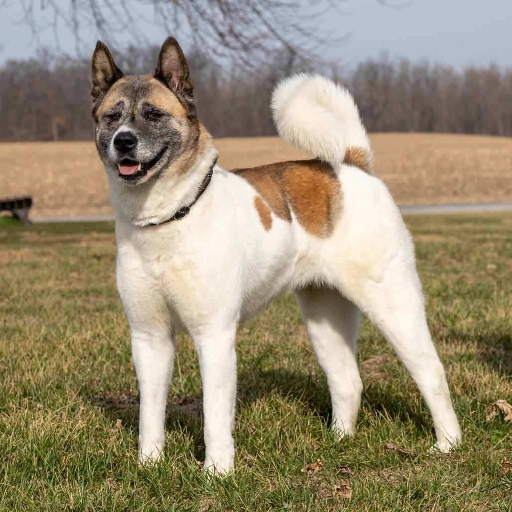 Enlarge Mochi, a Adoptable Mixed Breed in Troy, IL image 2/4